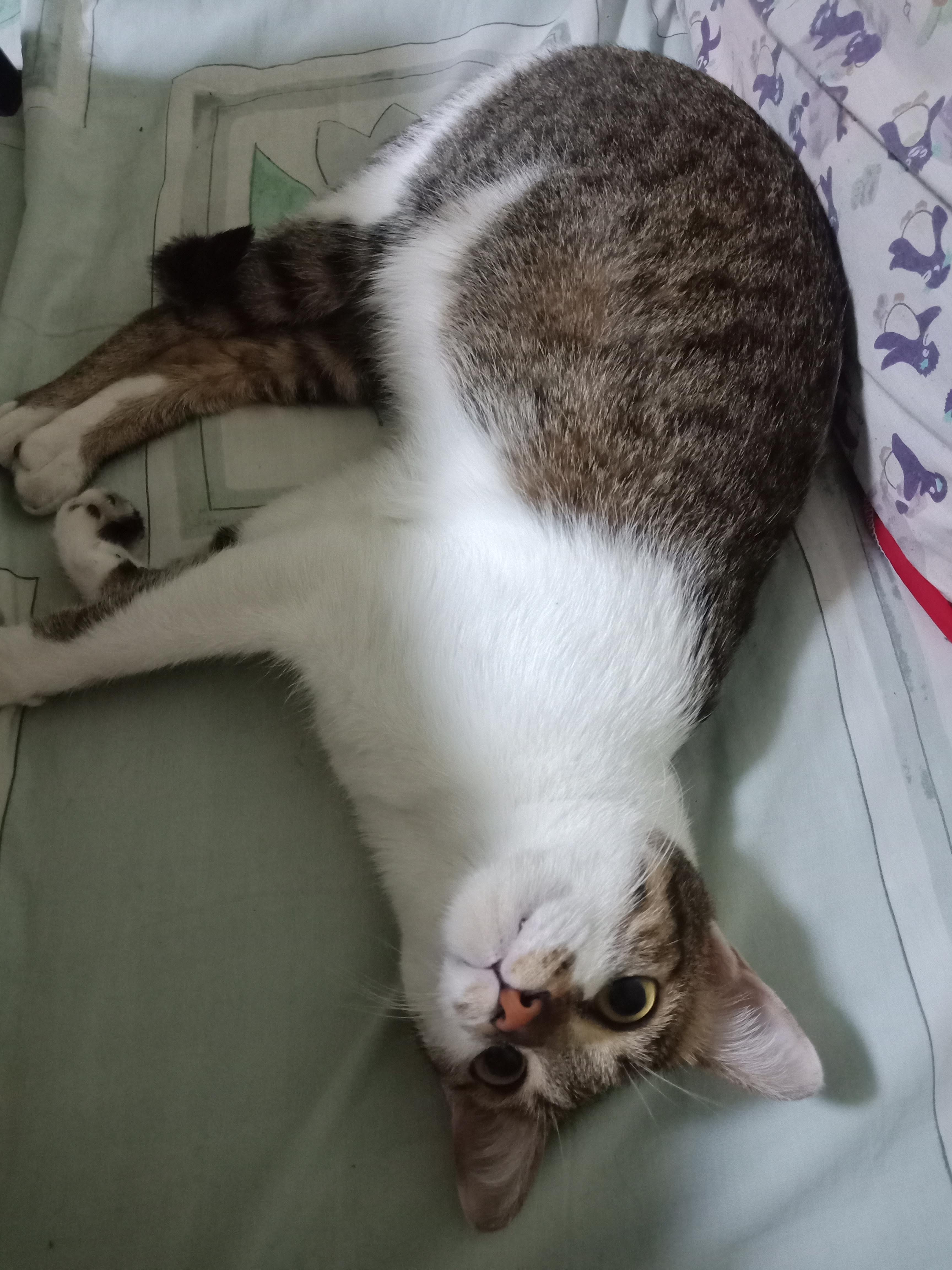 Cat clinic / Sasi Cat Craft