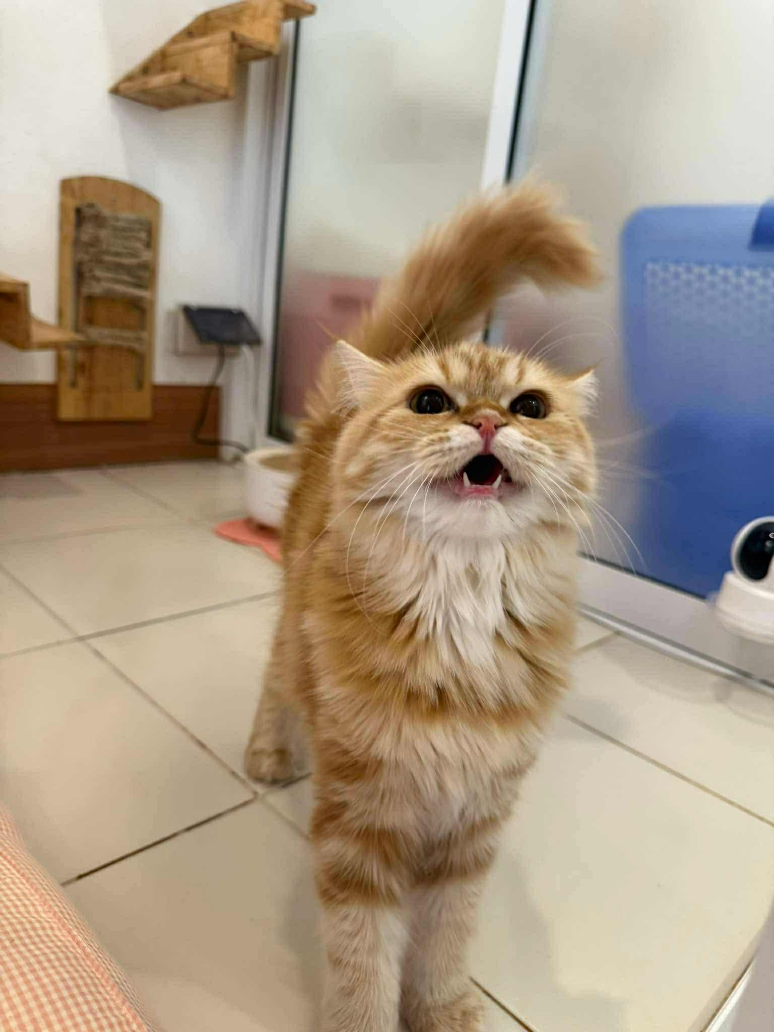 Cat Spaces Grooming & Hotel Chiang Mai