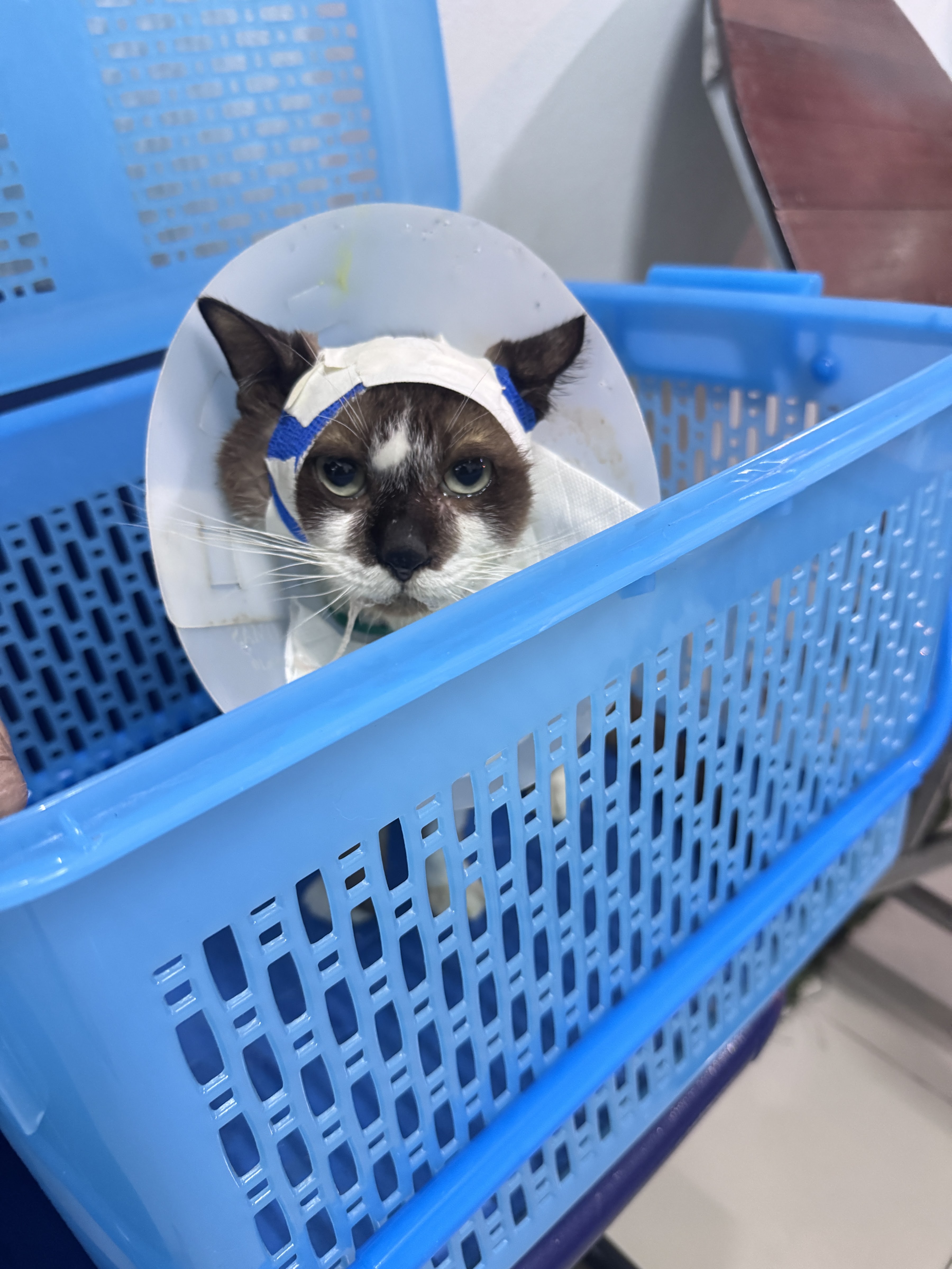 Community Vet Clinic