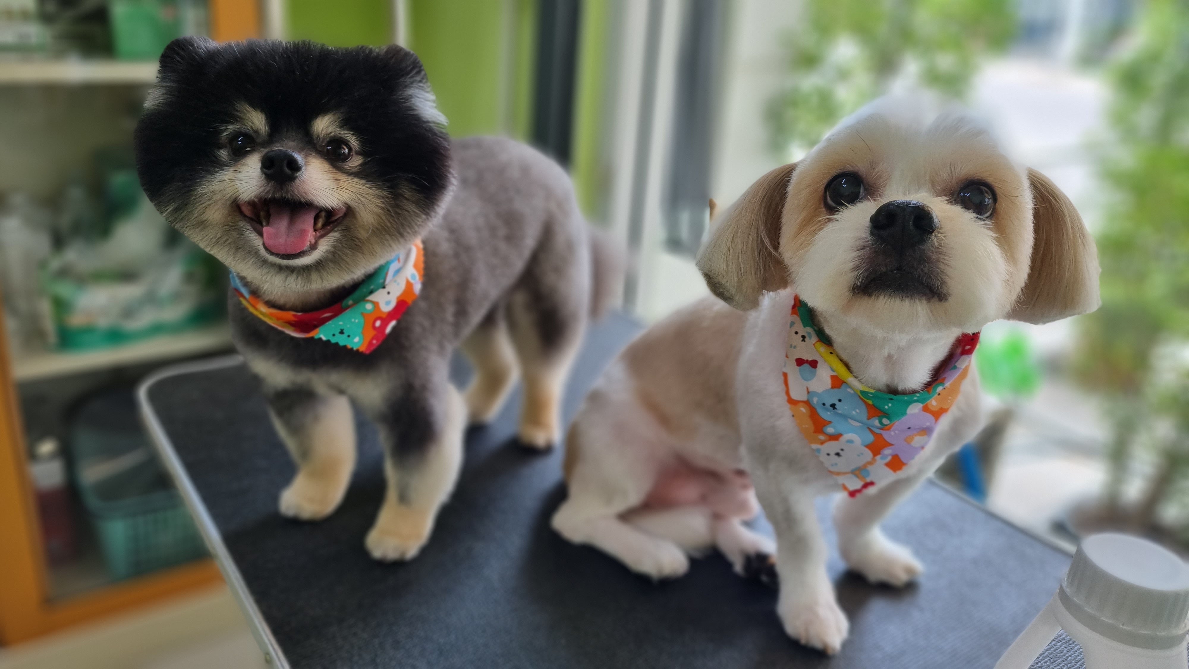 Dog Nakorn, bathing and grooming dogs and cats Chiang Mai