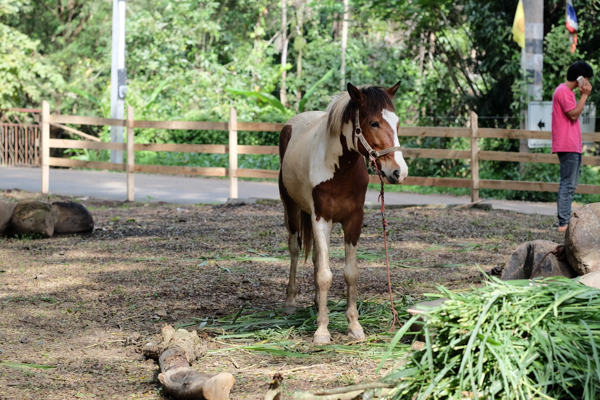 Doi Kham Thai horse Conservation