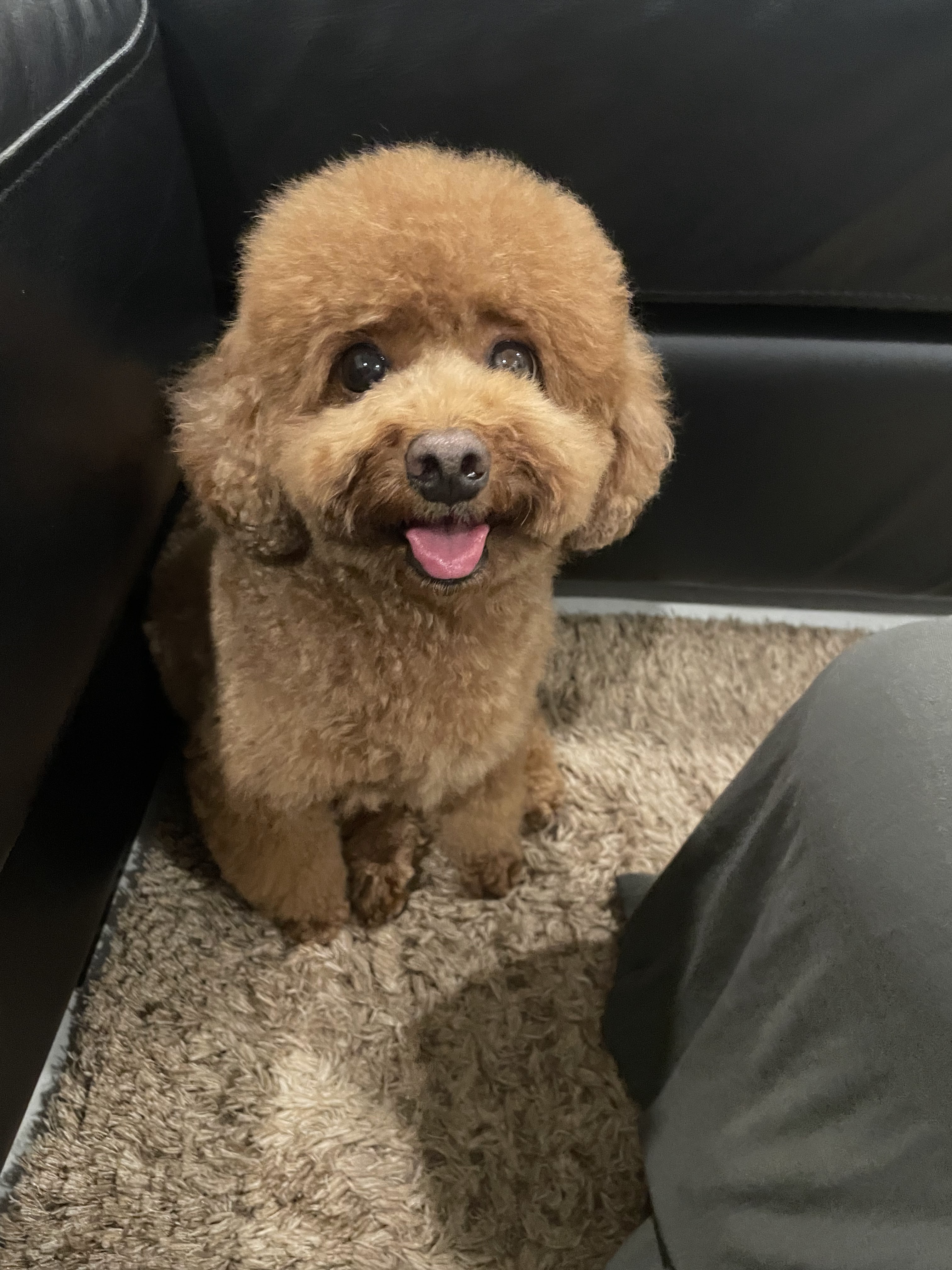 Happy Dog