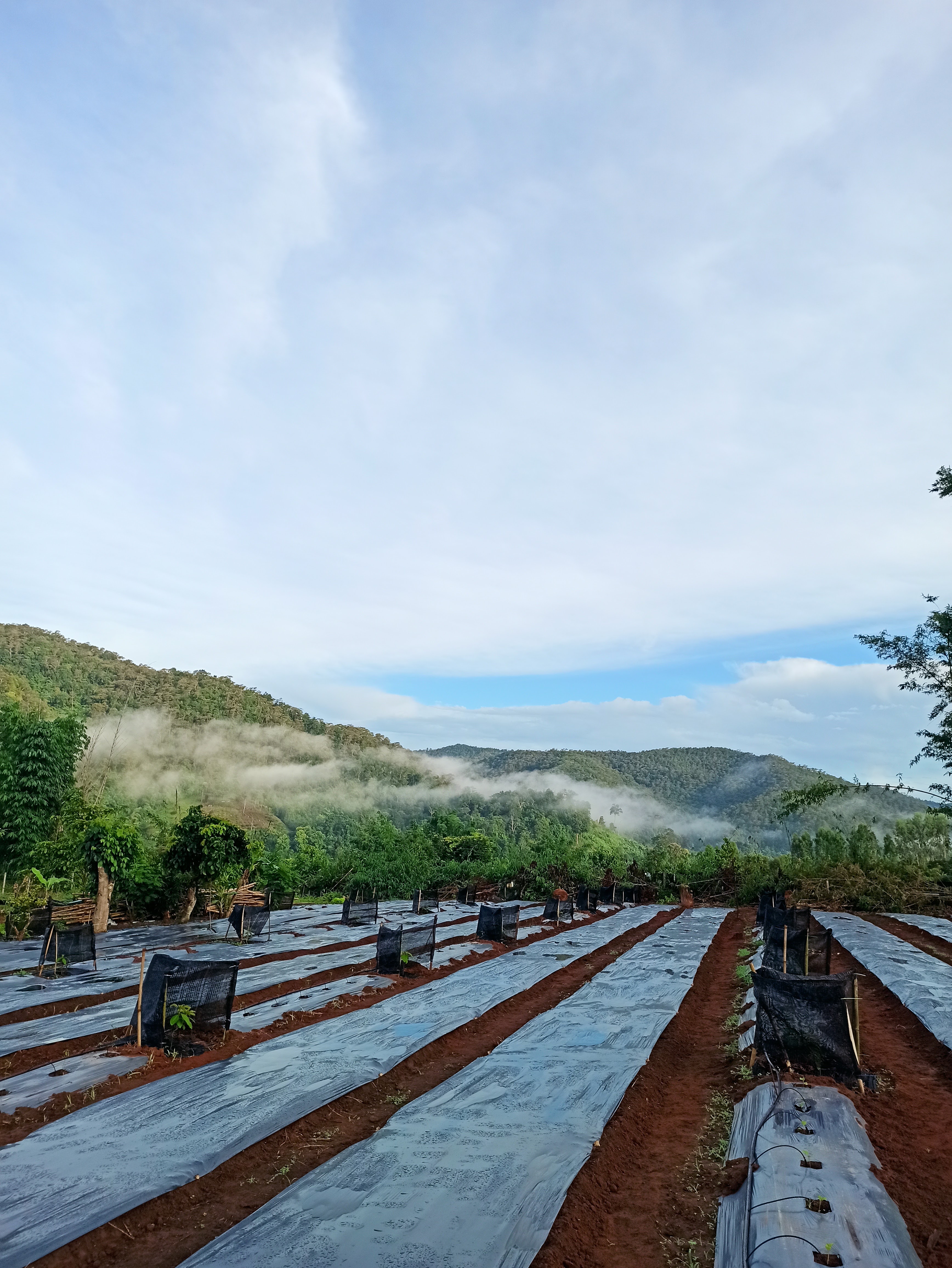 Horse Farm