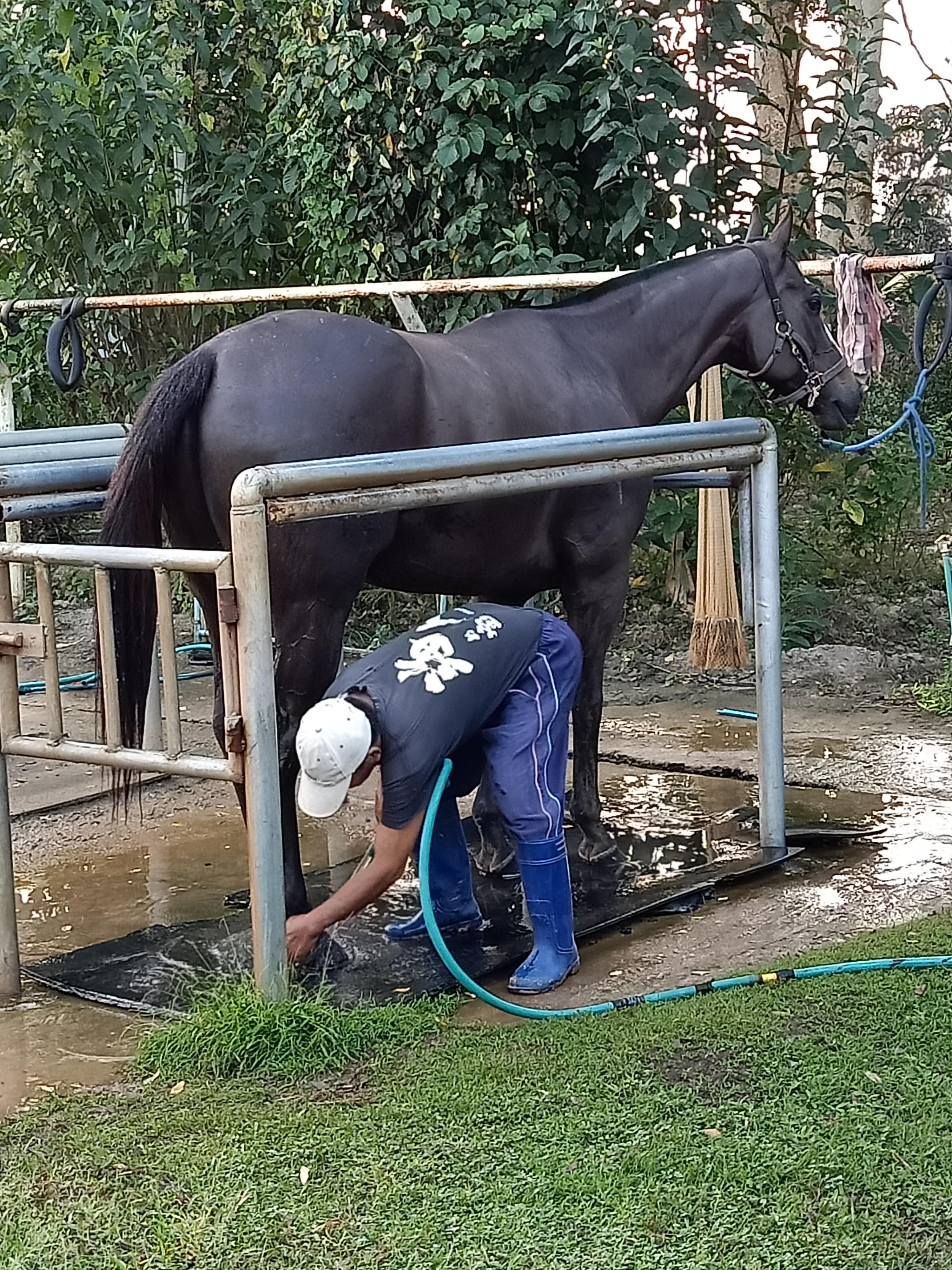 Horse Farm