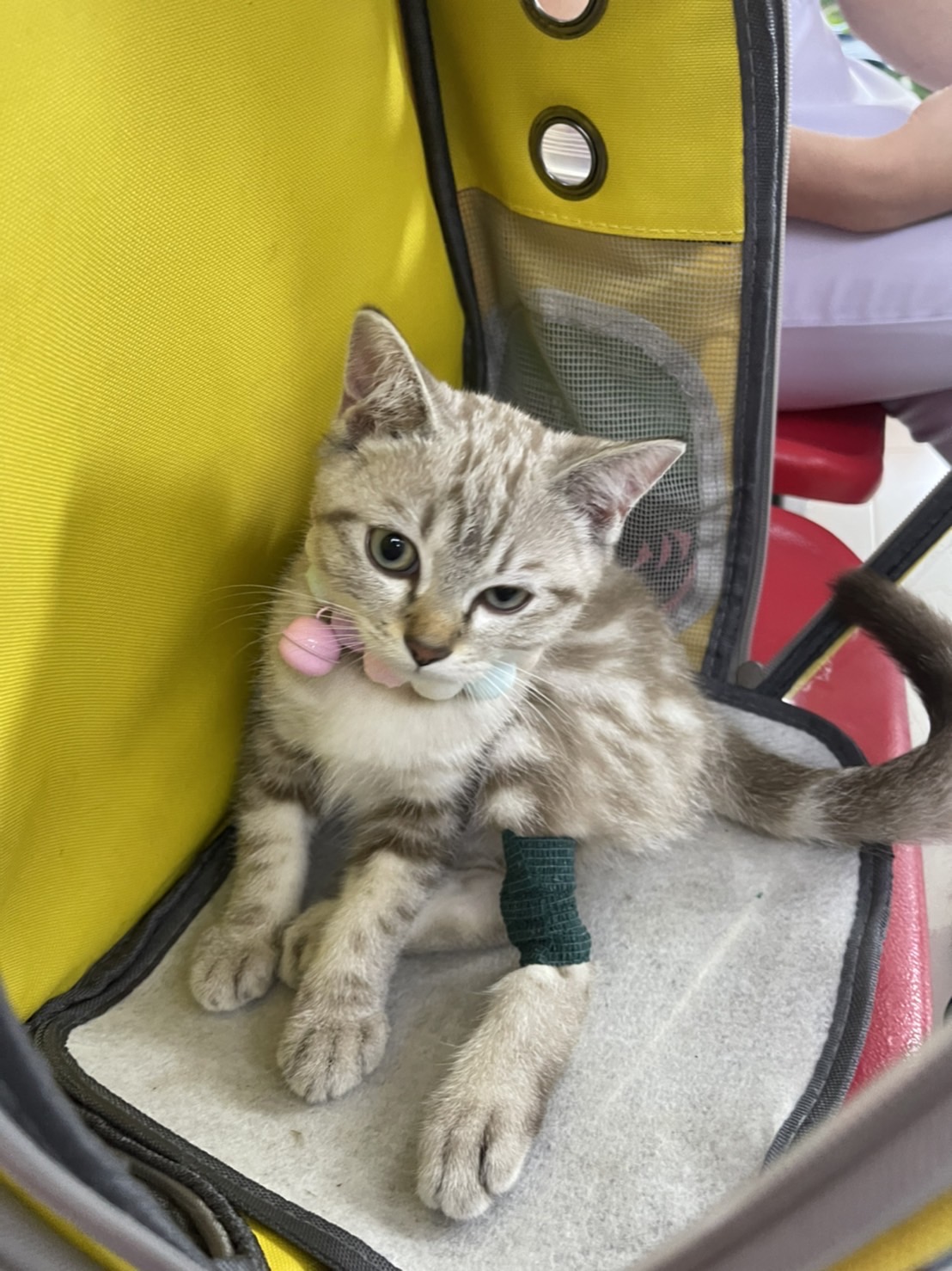 Kamthieng Pet Clinic