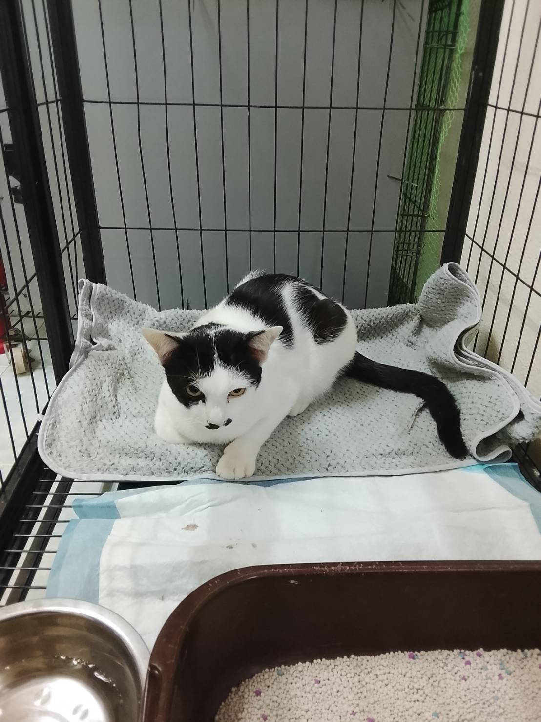 Kan Kheha animal's clinic