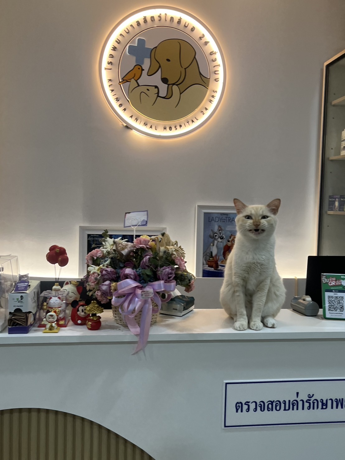 Klaimor Animal hospital 24 Hrs