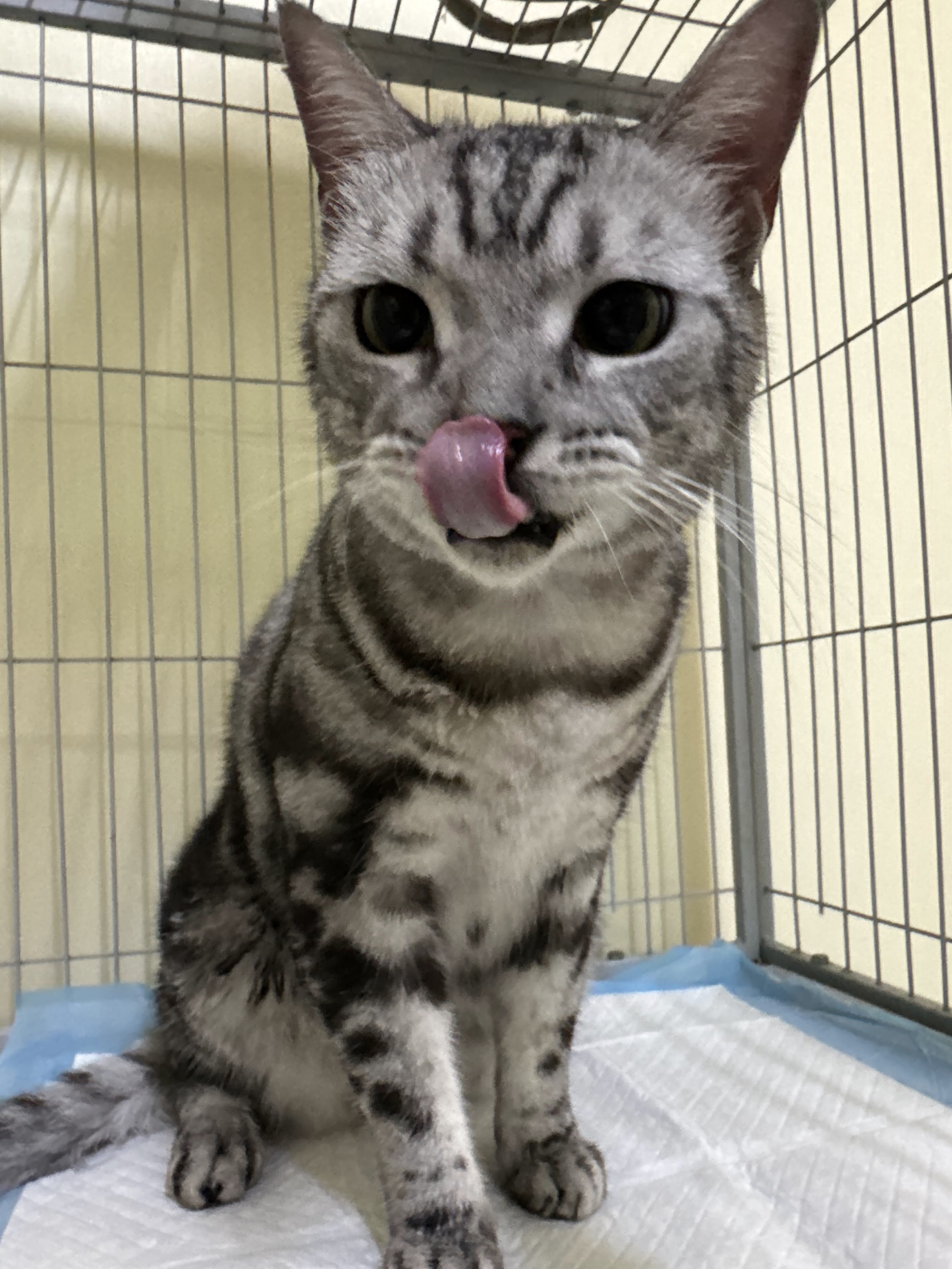 Mamoru : PET WELLNESS & HOTEL