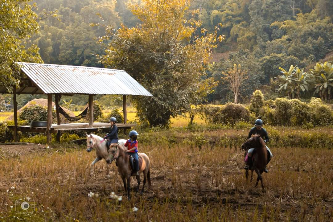 Montana Horse Equestrian