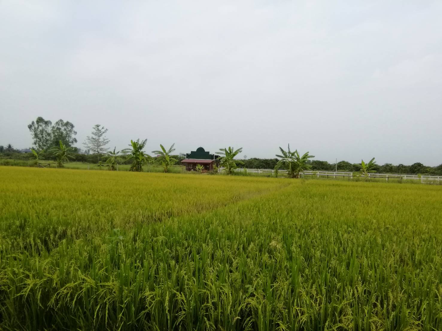 Montana horse riding club Chiangmai