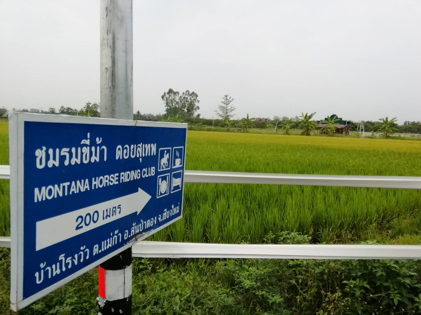 Montana horse riding club Chiangmai