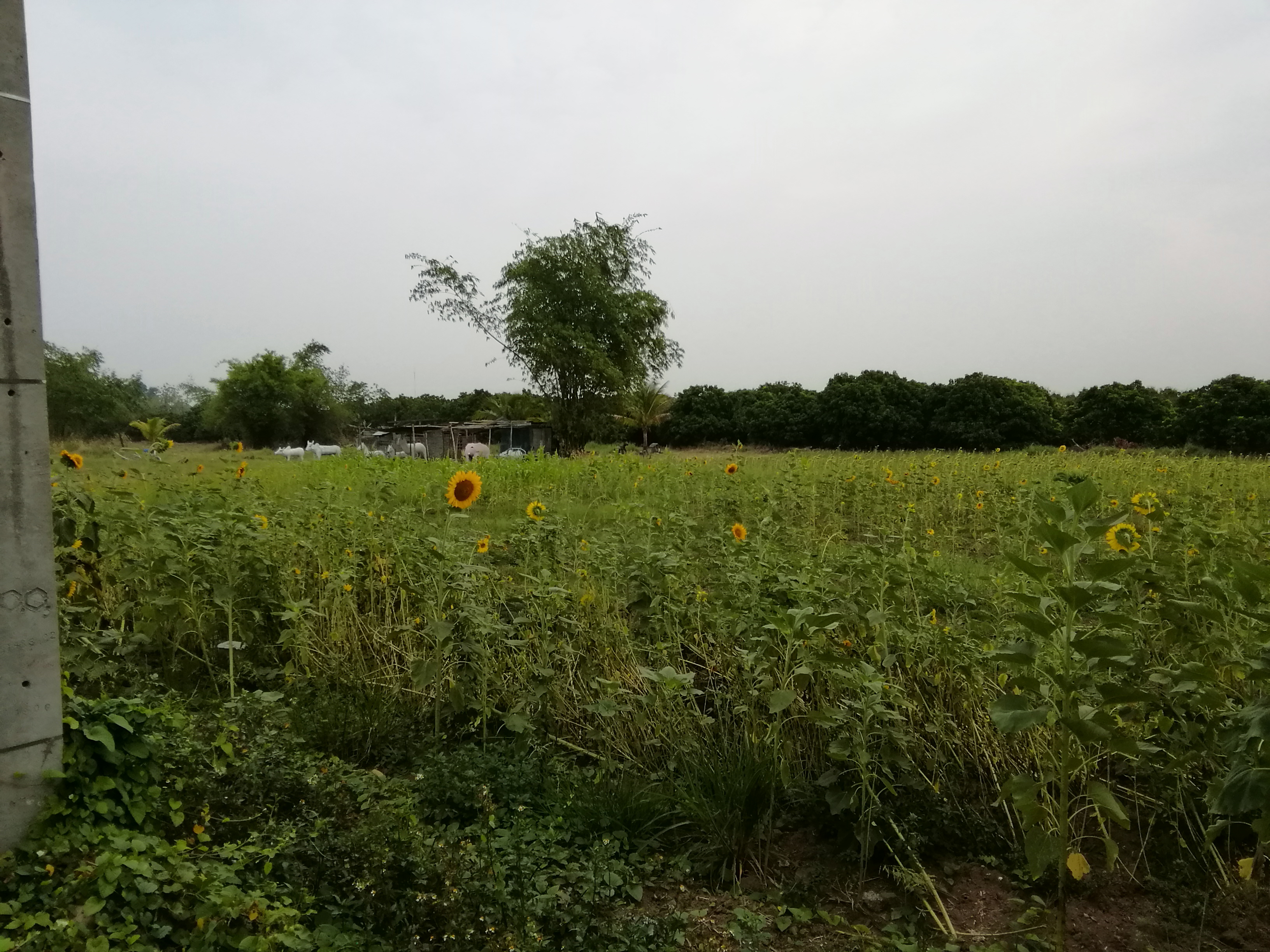 Montana horse riding club Chiangmai