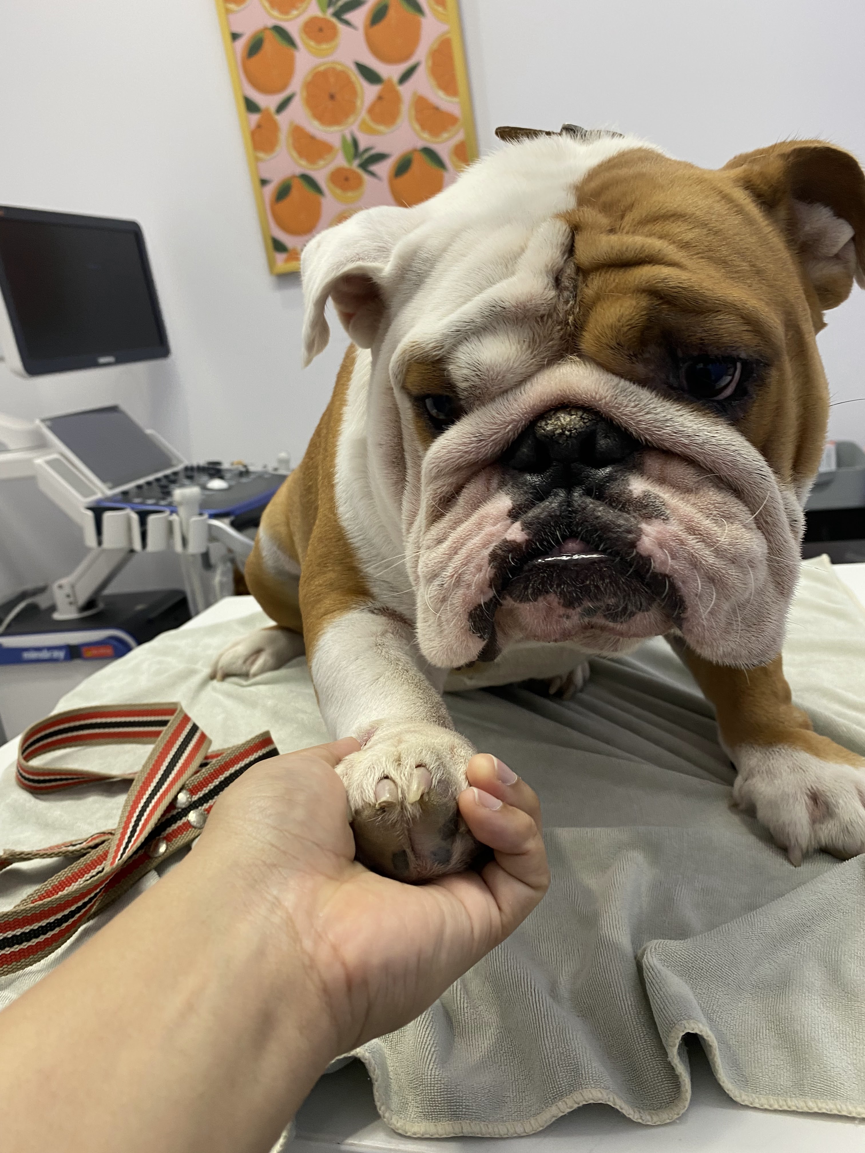 NJ (NJ Animal Hospital)