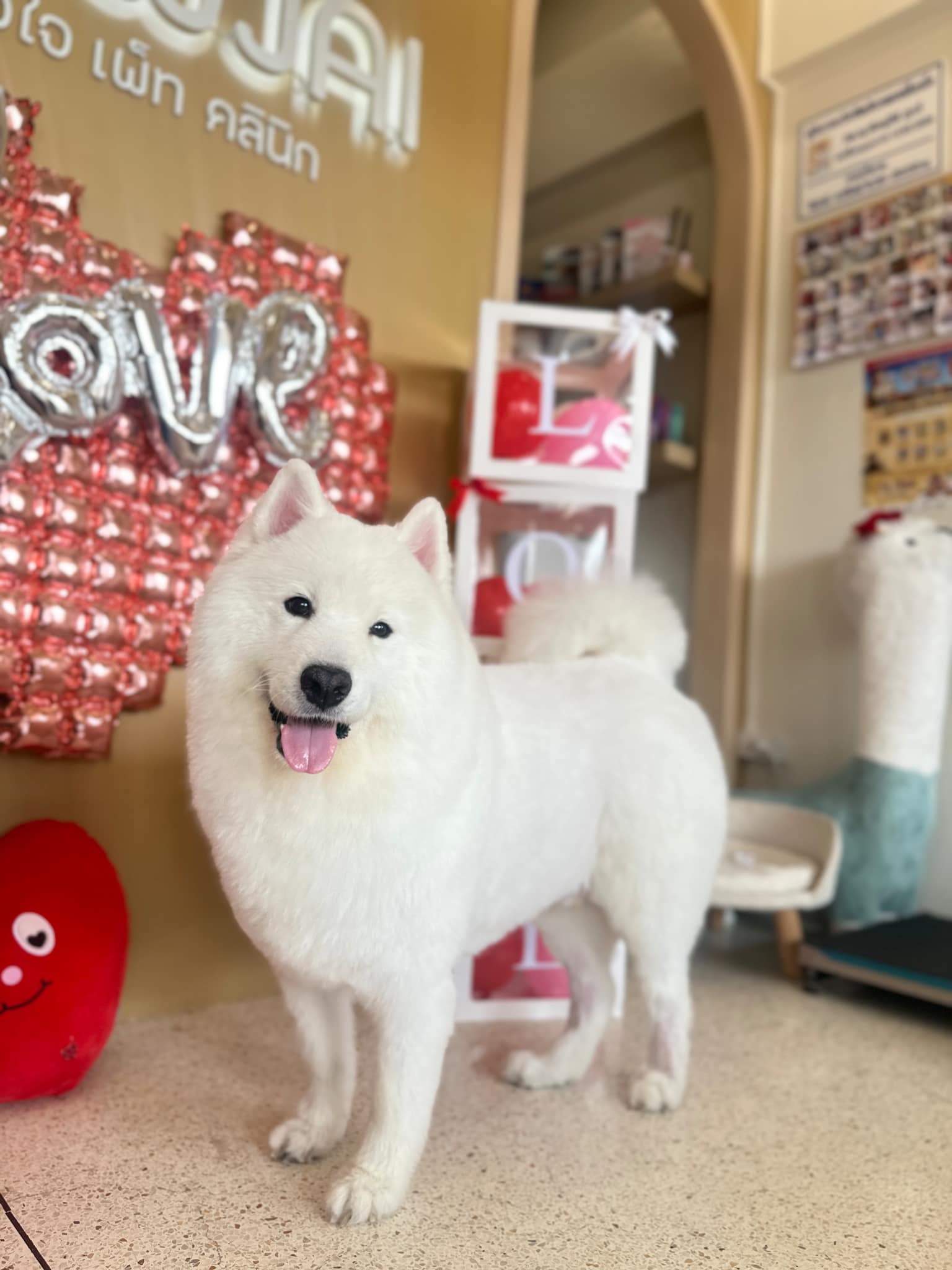 Pawjai Pet Clinic