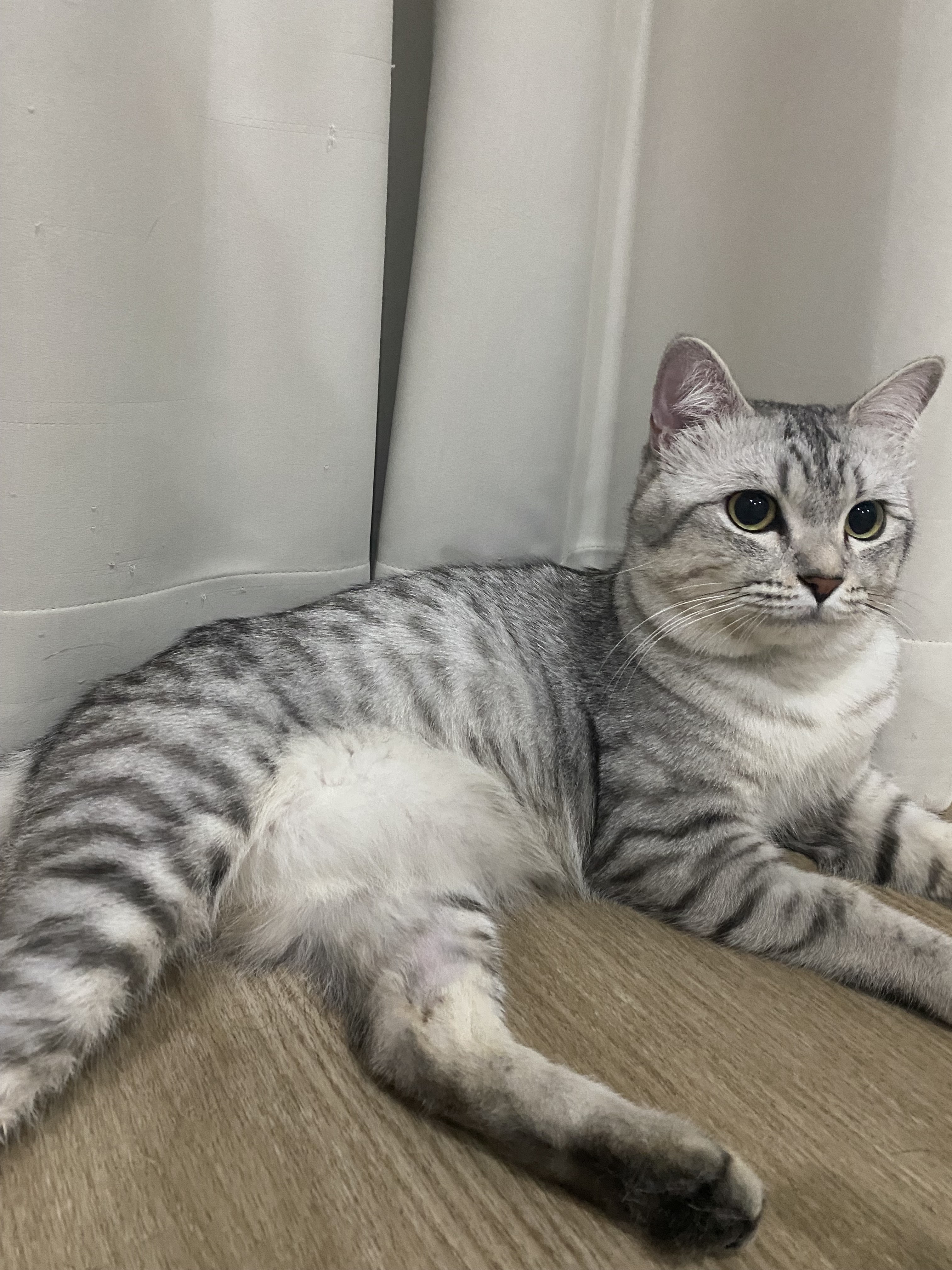 PAWLIDAY Pet Wellness Center