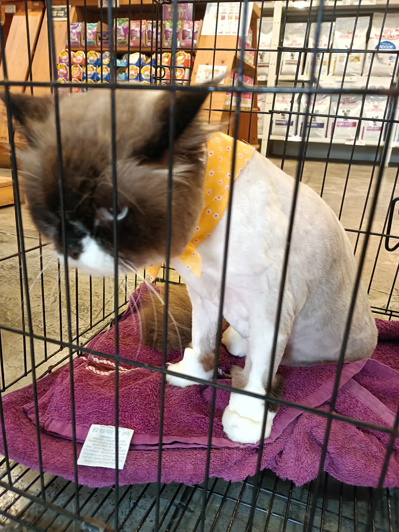 Pet Village (Pet Salon)