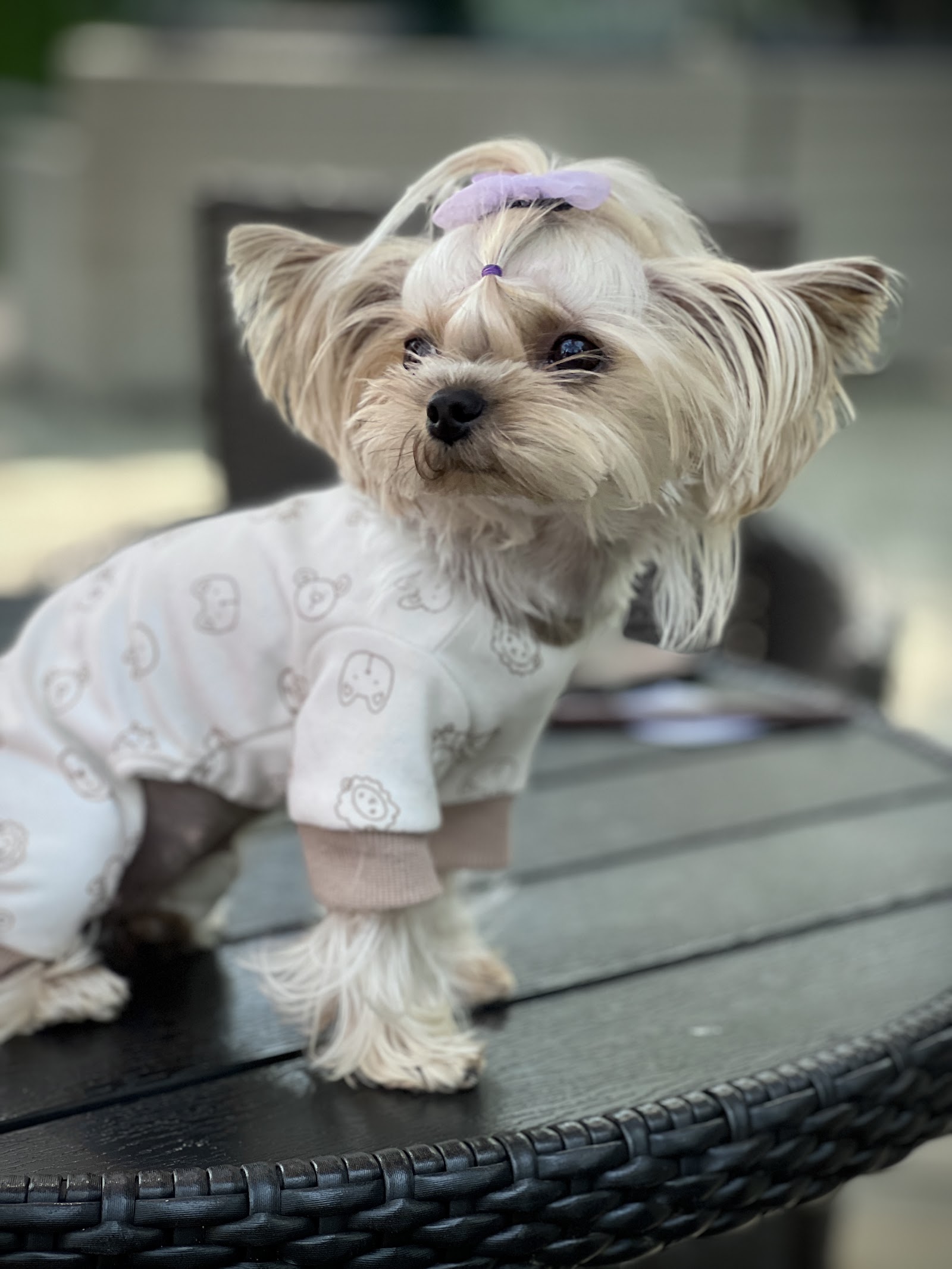 Pet Village (Pet Salon)
