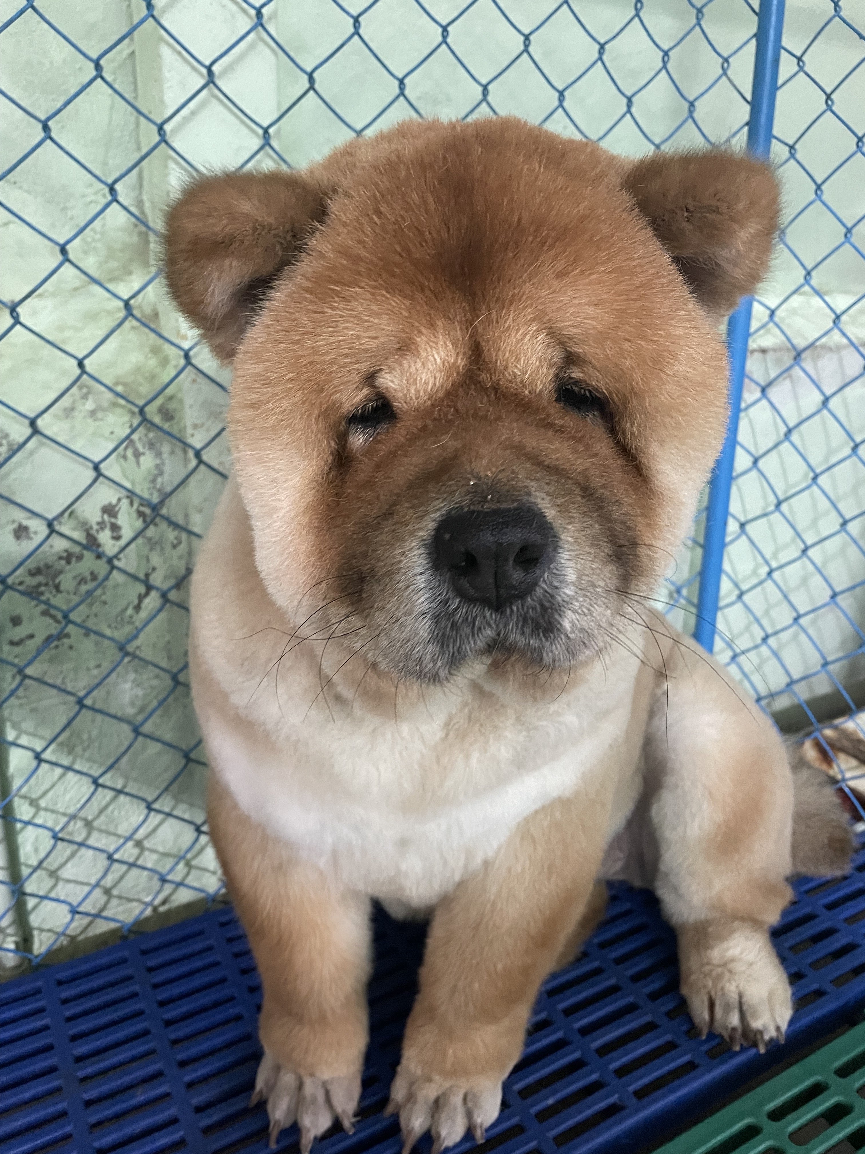 Ploy Grooming & Pet Shop