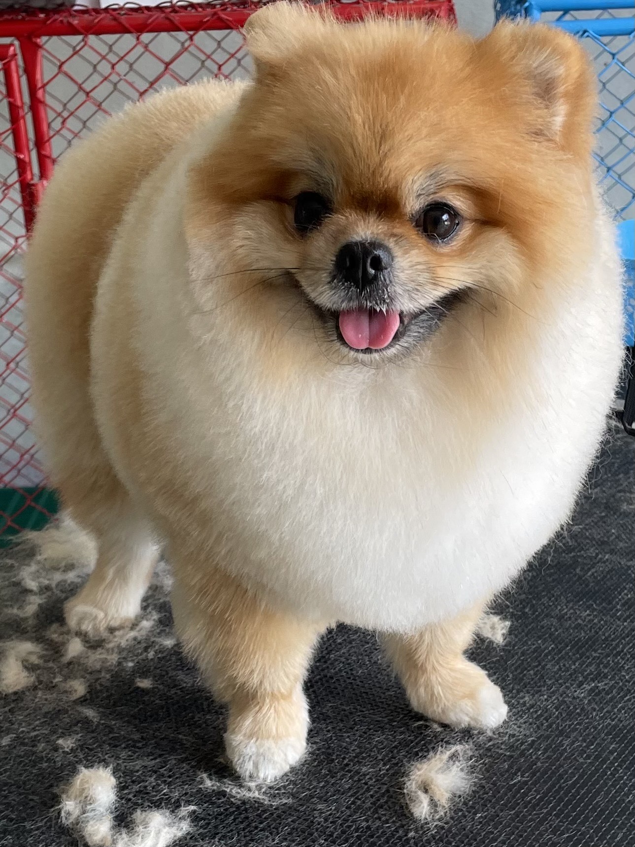 Ploy Grooming & Pet Shop