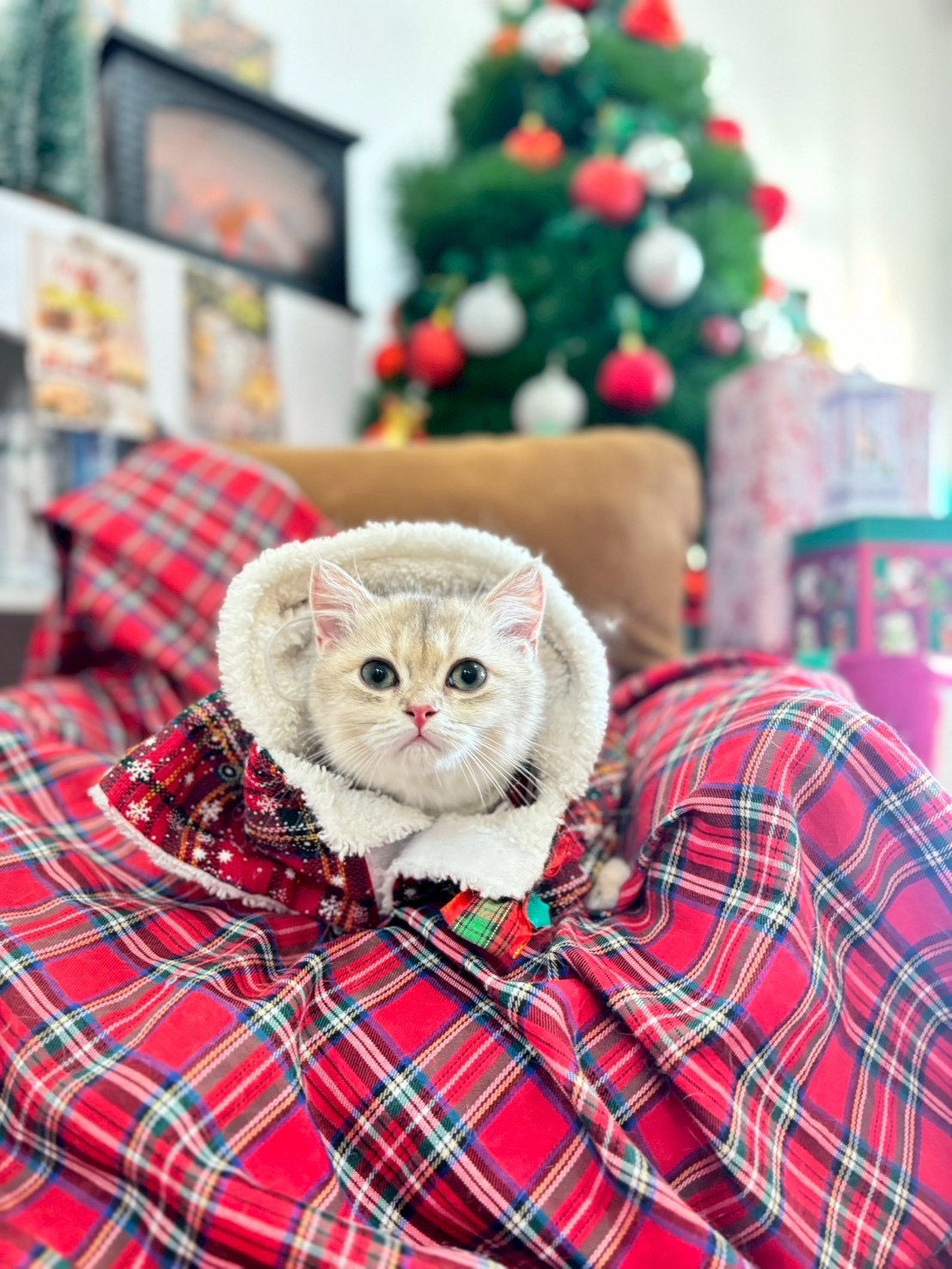 Royal Cat Grooming & Hotel
