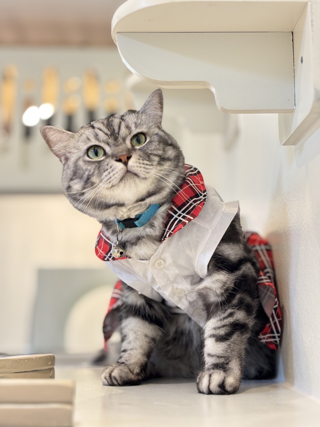 Royal Cat Grooming & Hotel