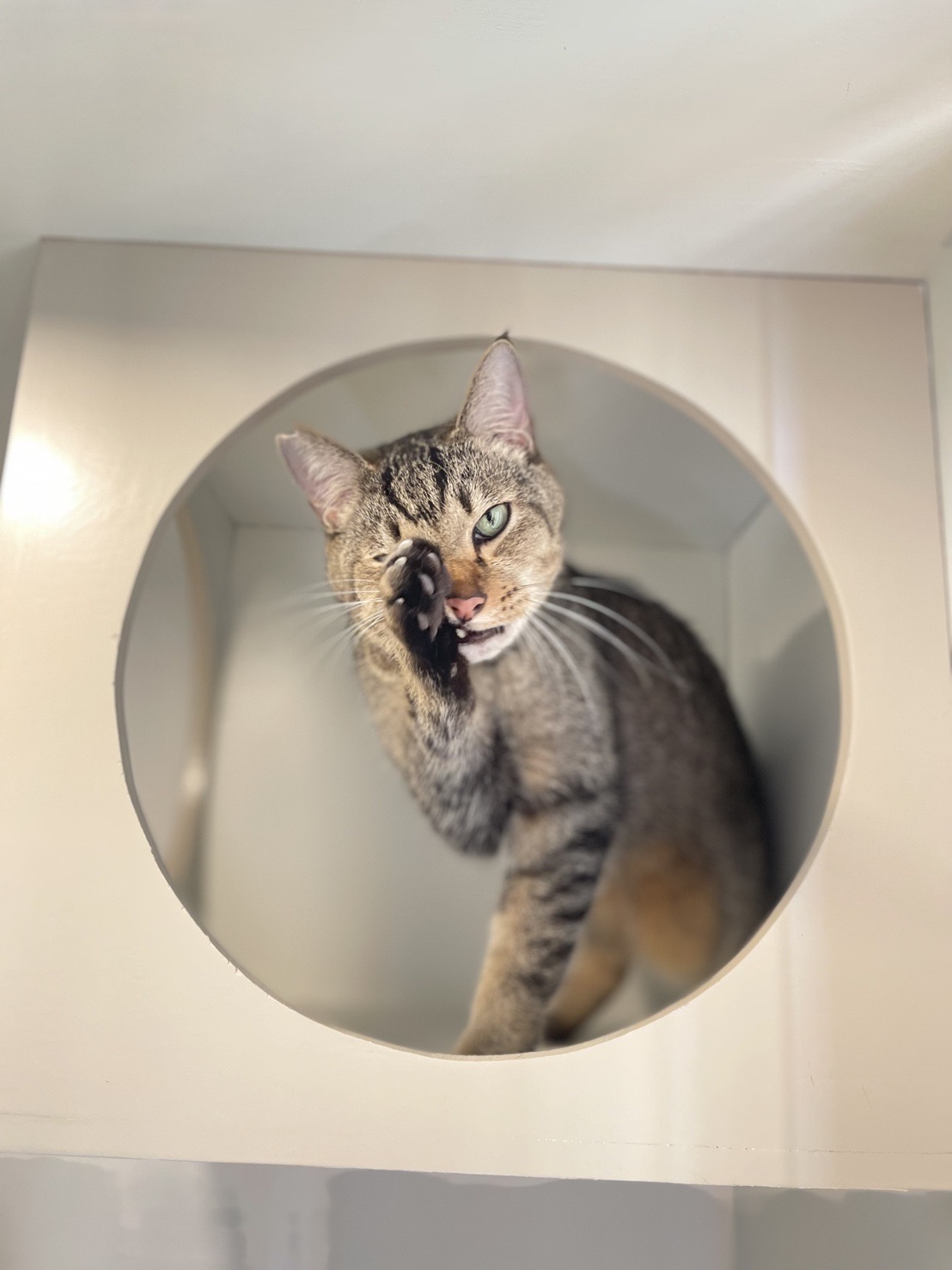 Royal Cat Grooming & Hotel