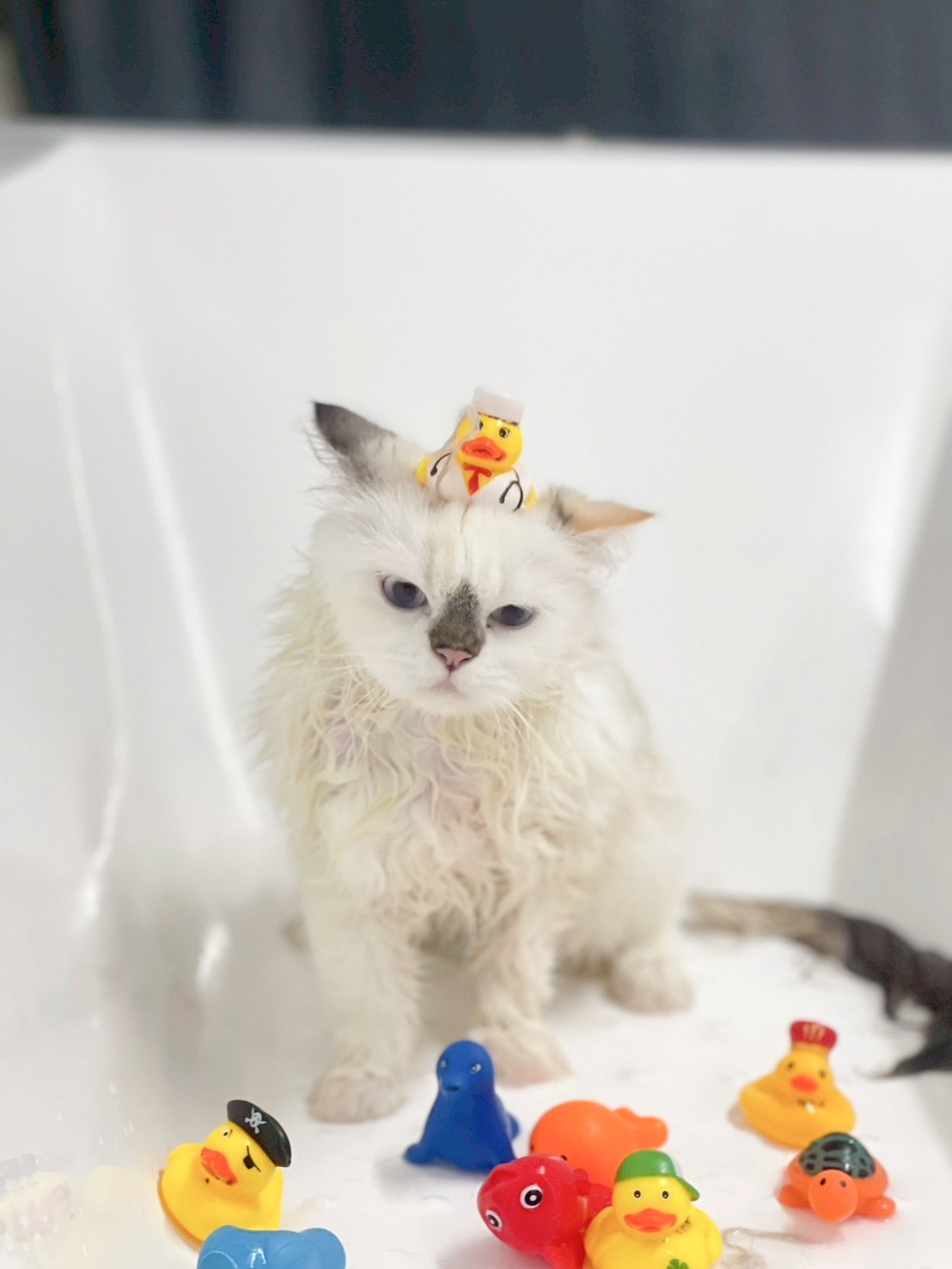 Royal Cat Grooming & Hotel