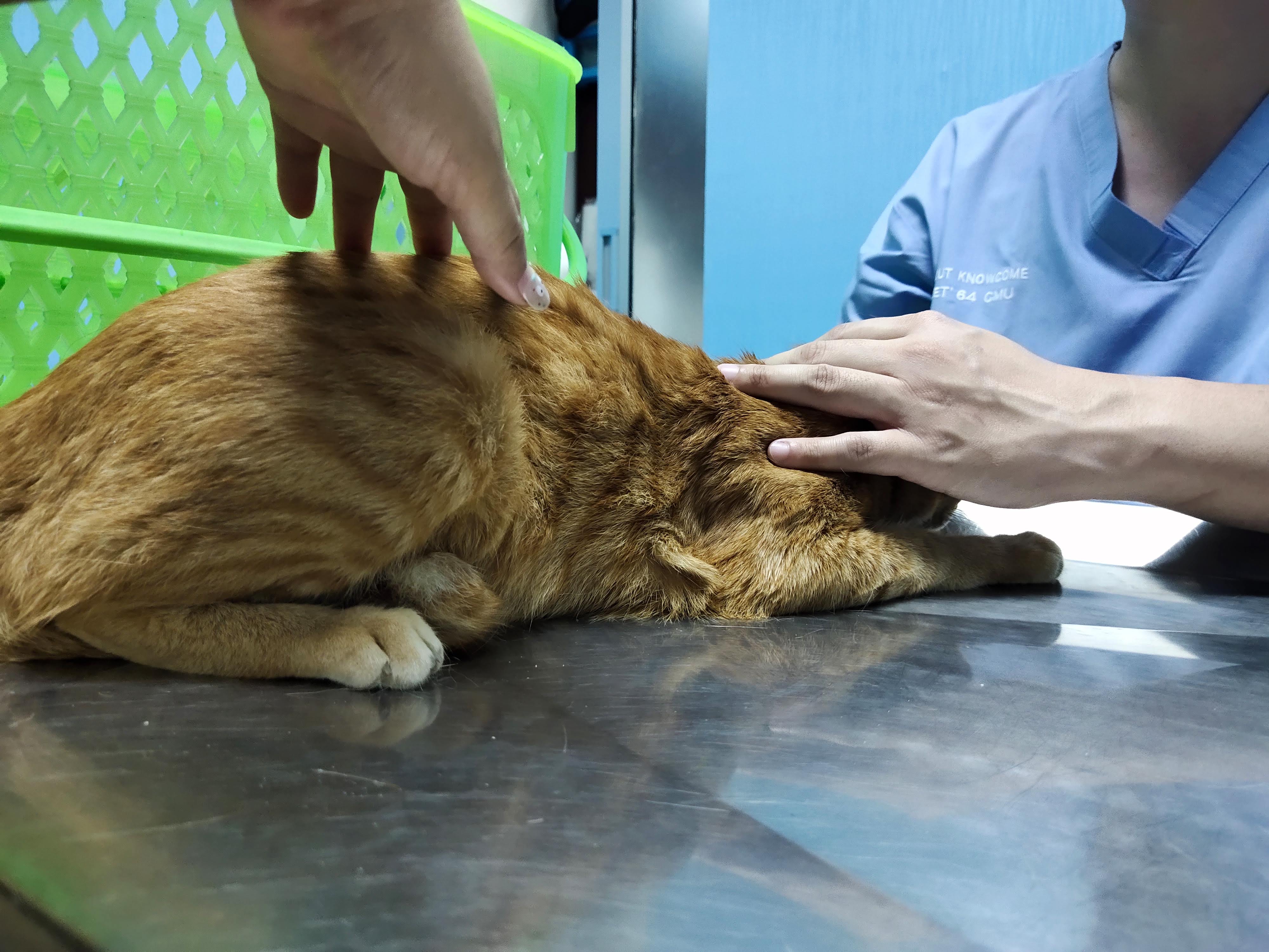 Sabaidee Pet Clinic
