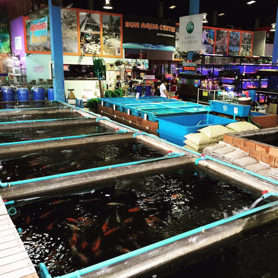 Shogun Fish Farm Fish Store