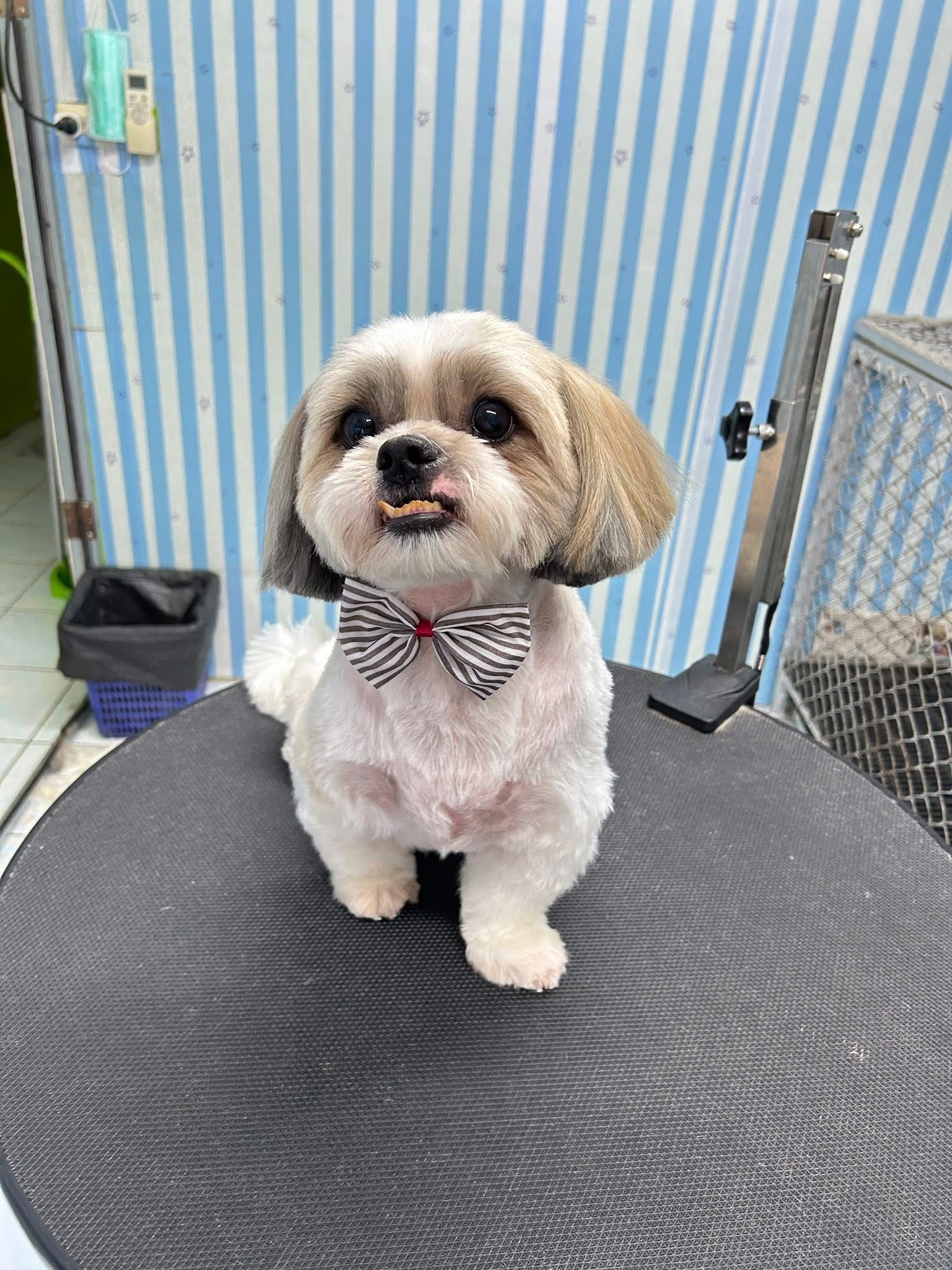 Smile dogs