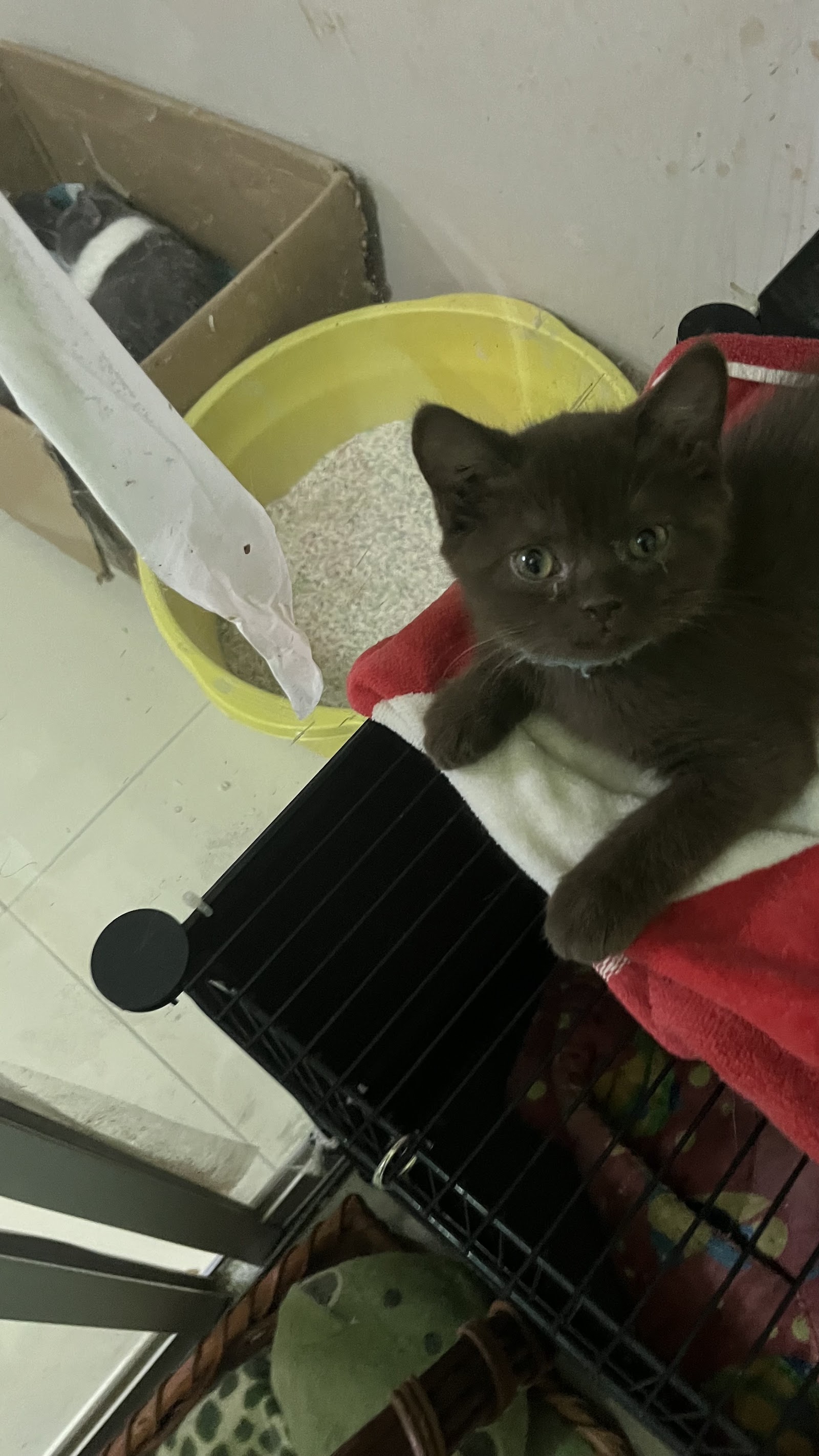 Tiffany Cattery