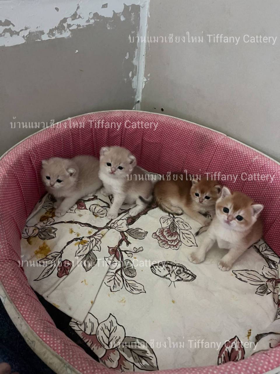 Tiffany Cattery
