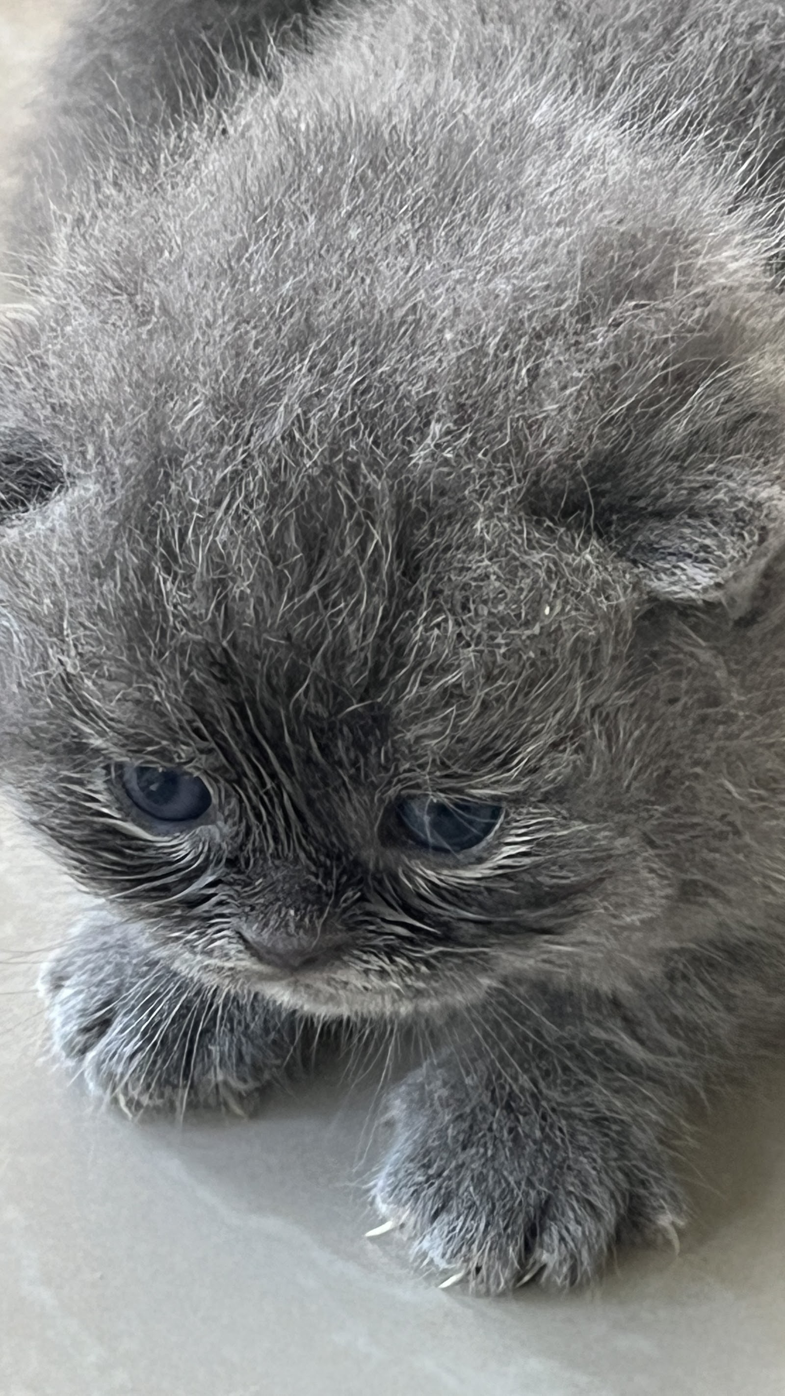 Tiffany Cattery