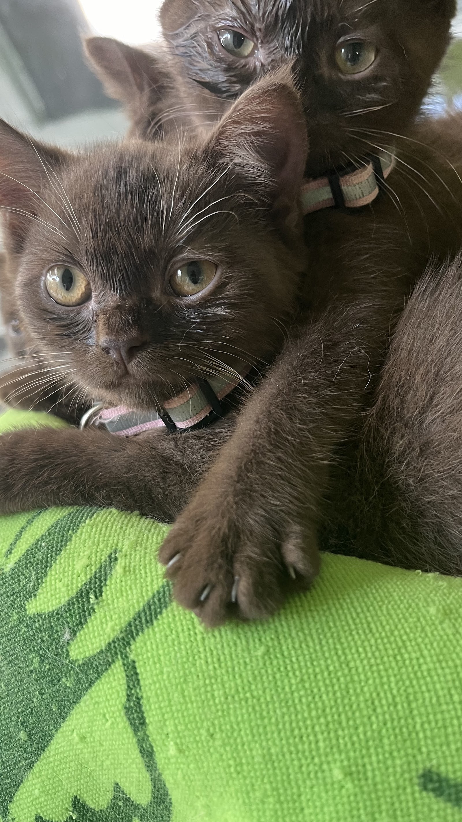 Tiffany Cattery