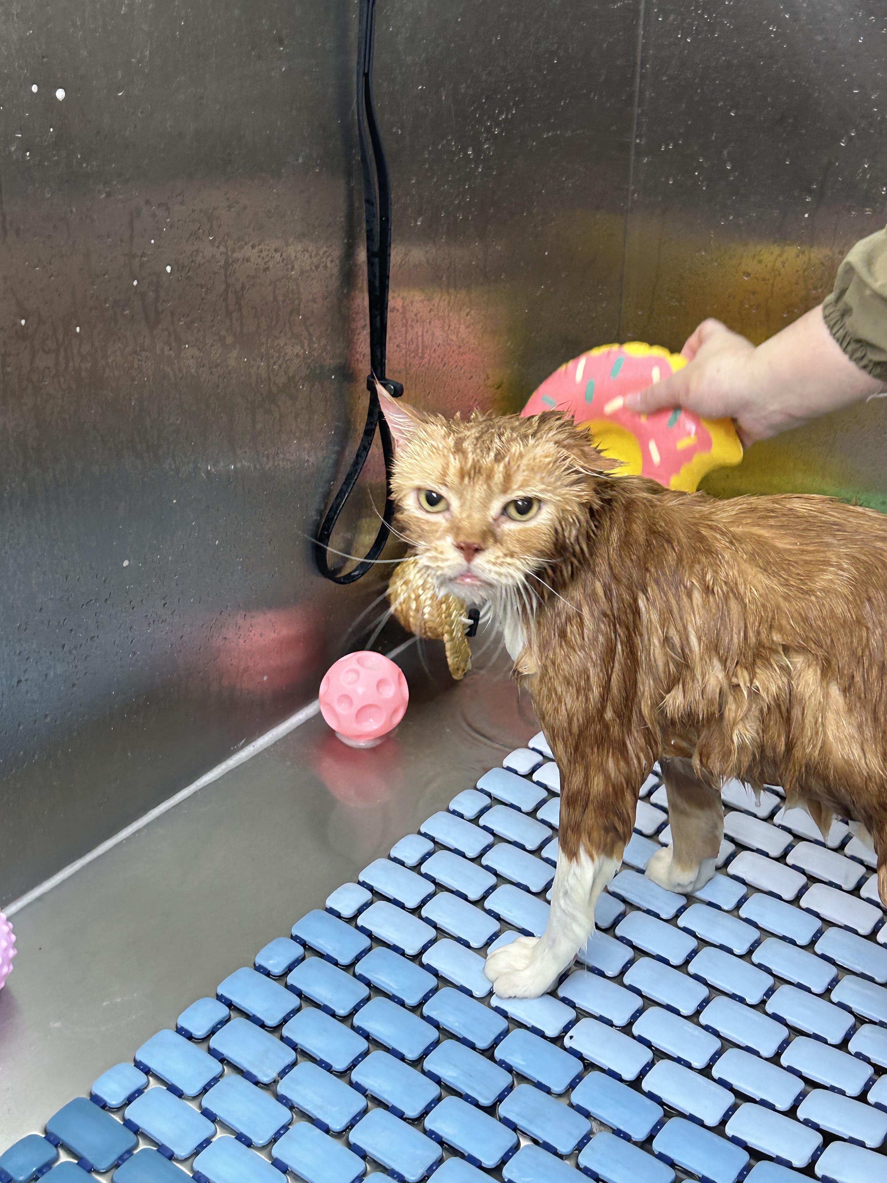 BooBath Pet Grooming