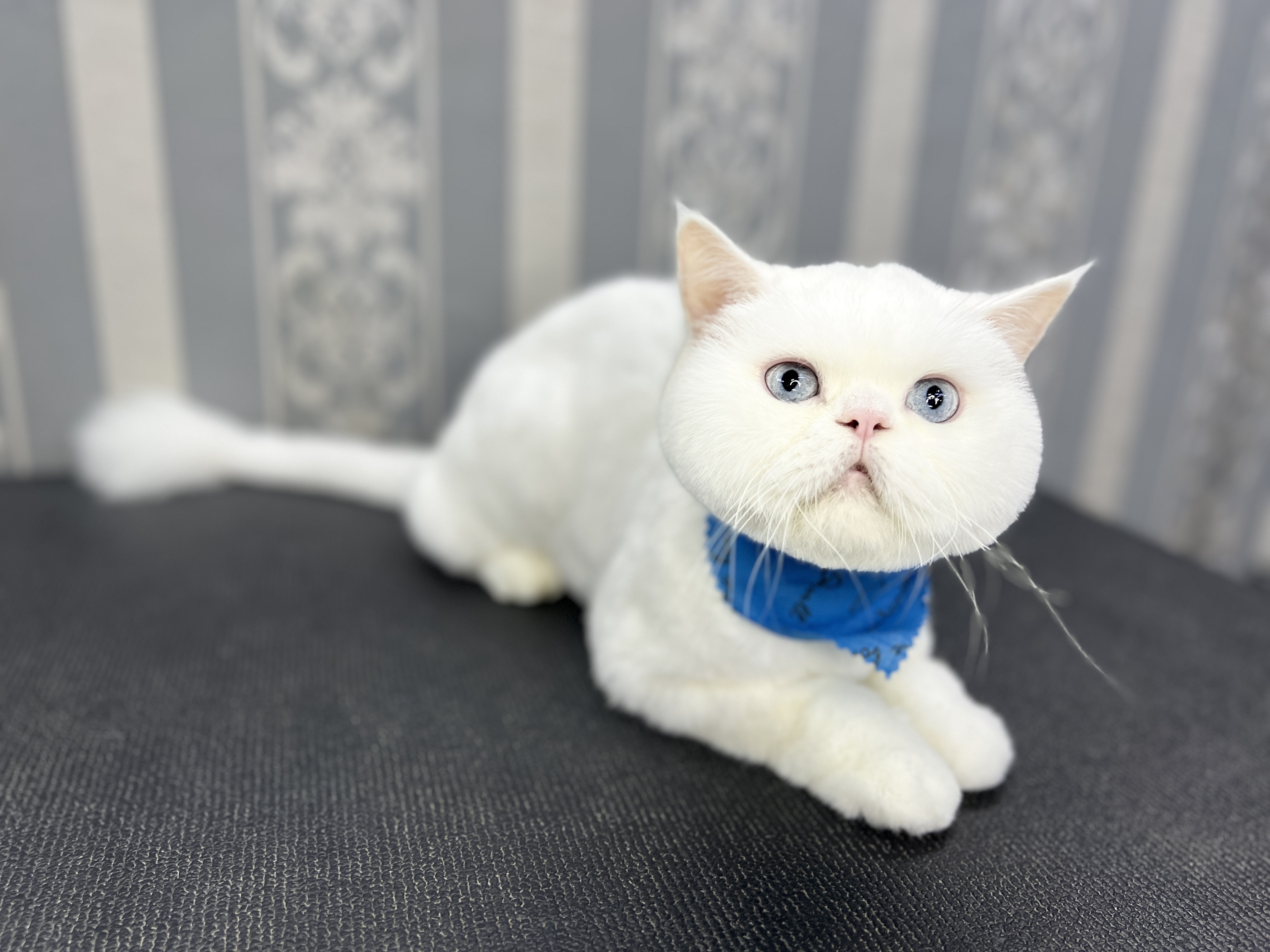 Dog and Cat Grooming Bath Chiang Rai Family Dog & Cat Grooming