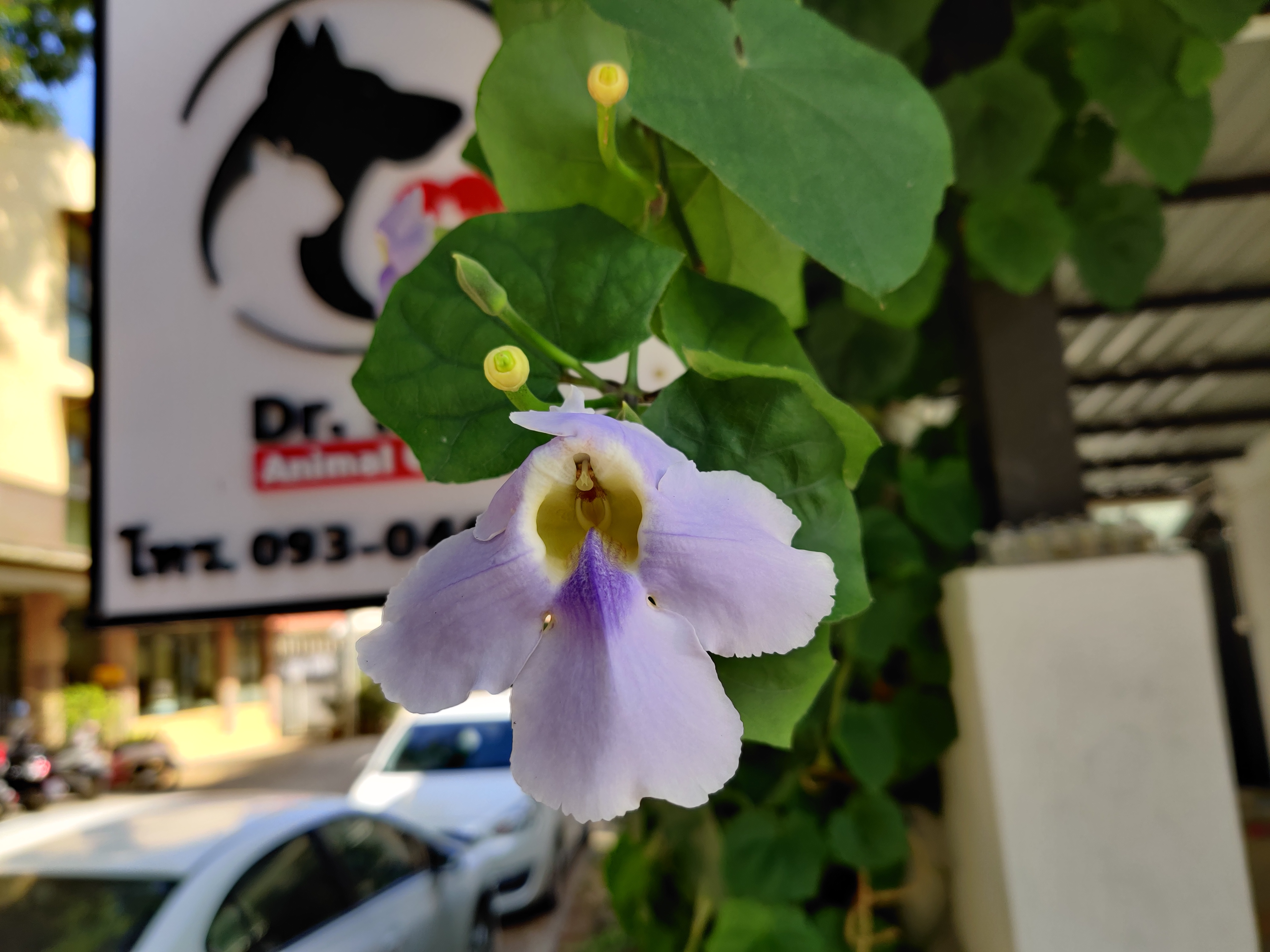 Dr.Prae Animal Clinic