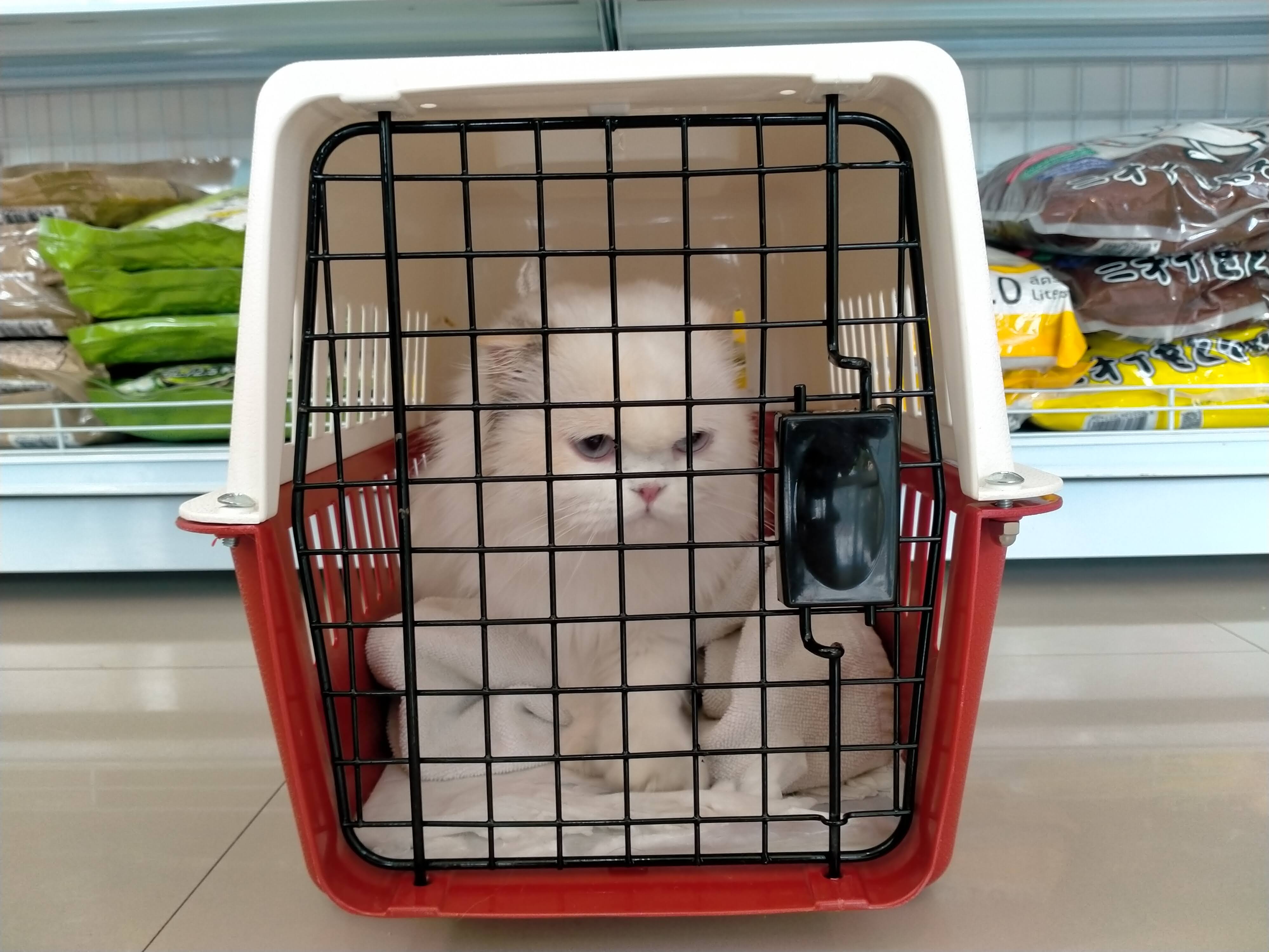 Kat Baan Mai Animal Hospital