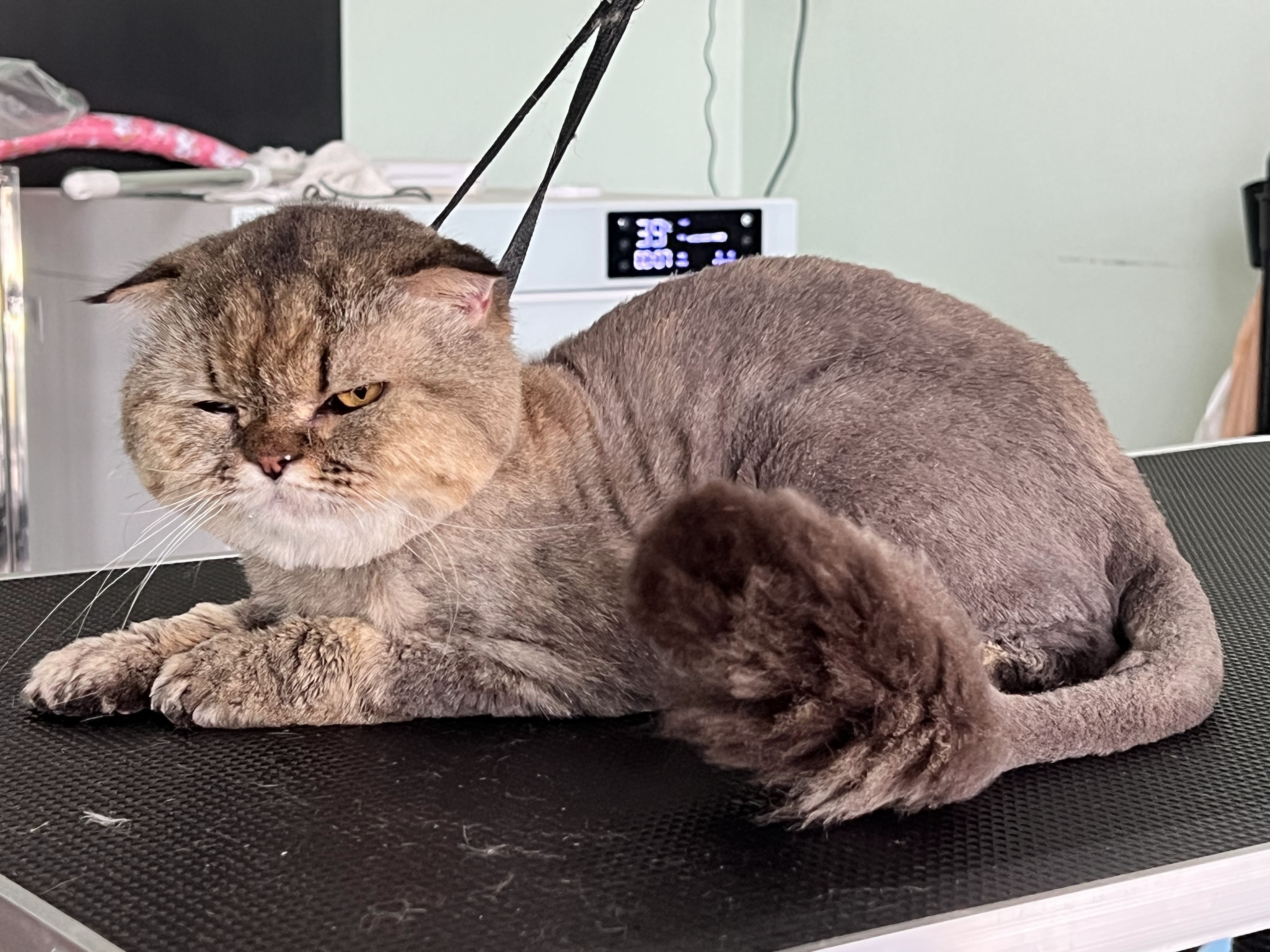 Mr.Max Grooming