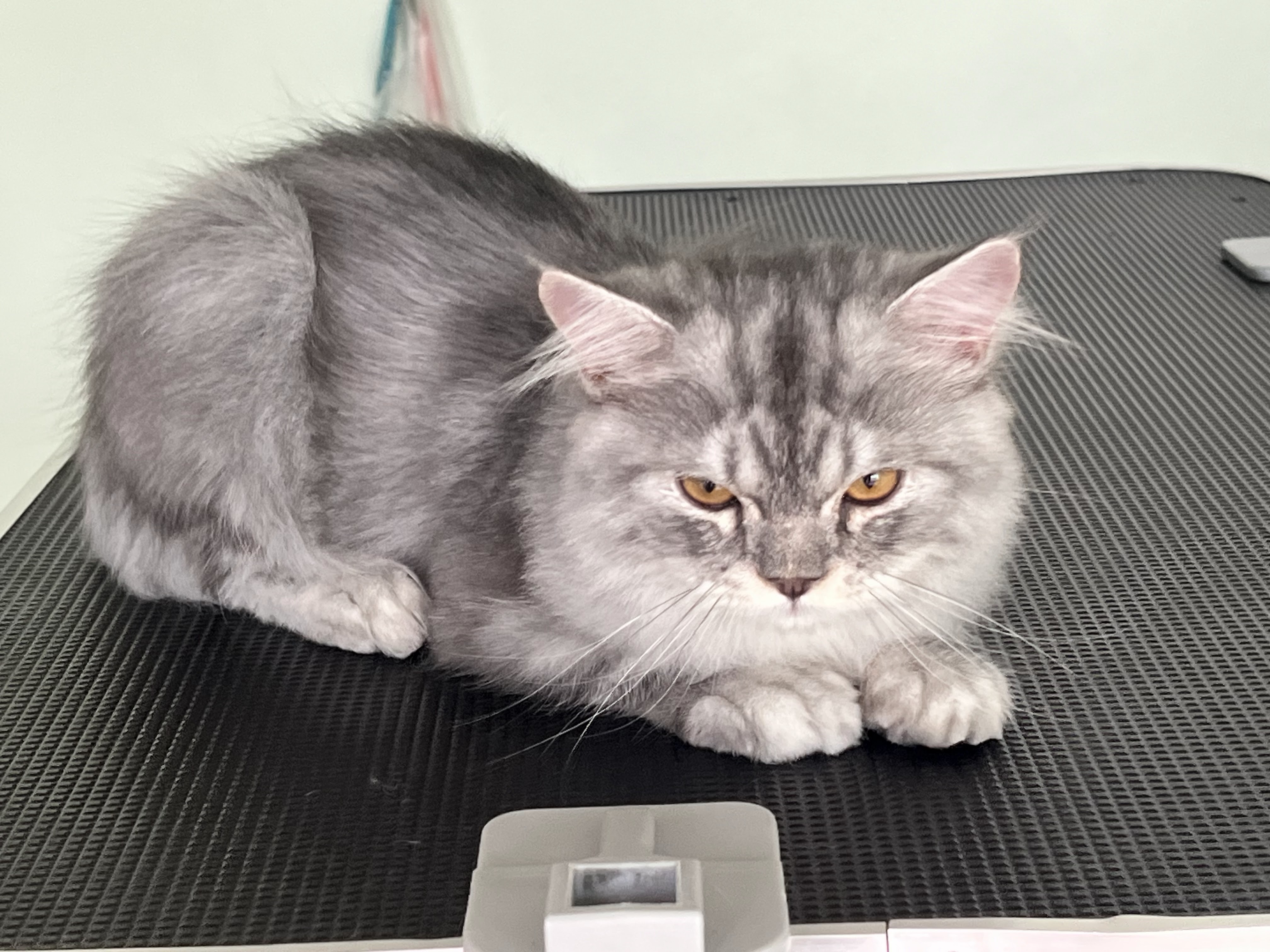 Mr.Max Grooming