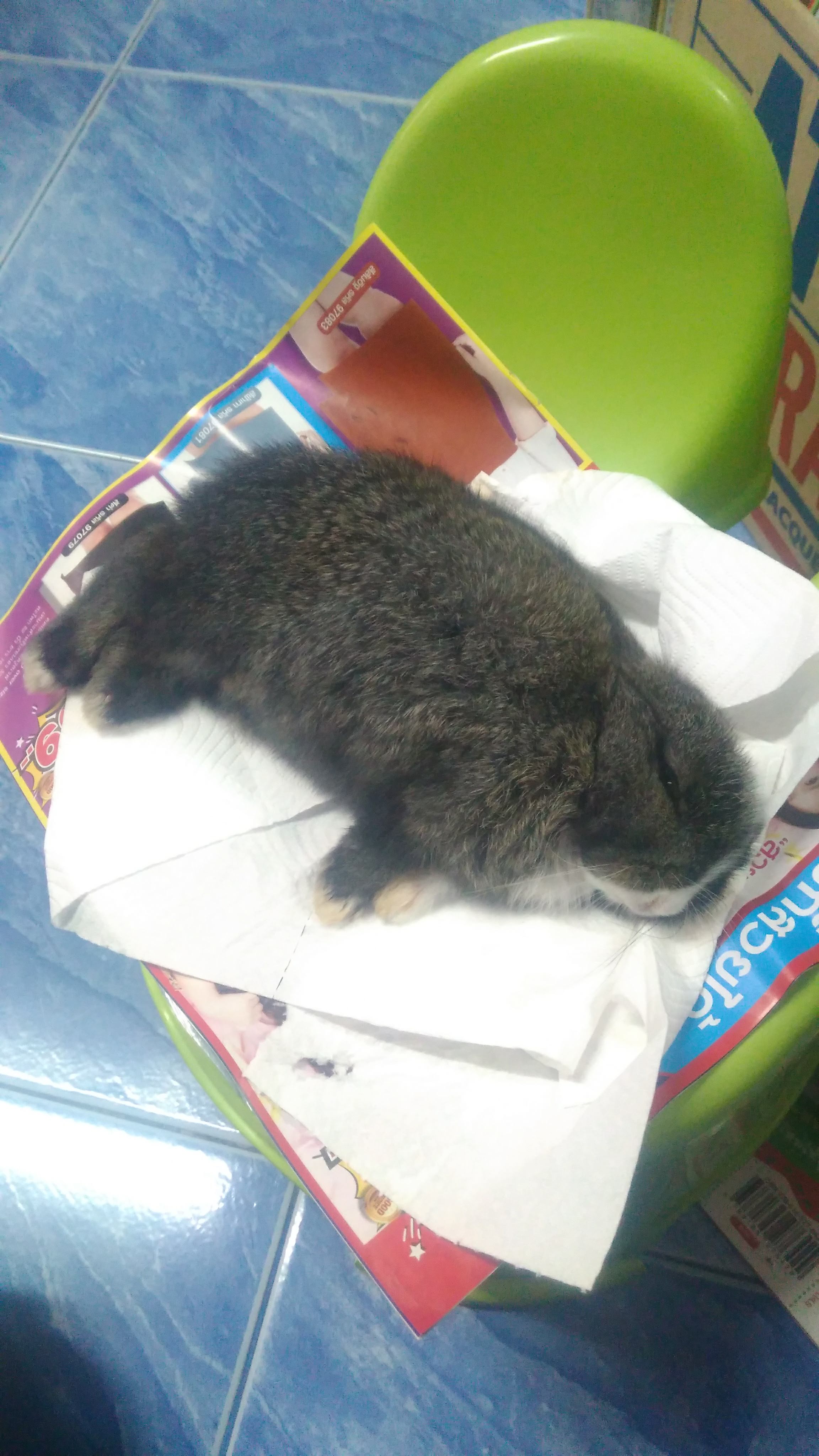 Mueang Chiang Rai Pet Hospital