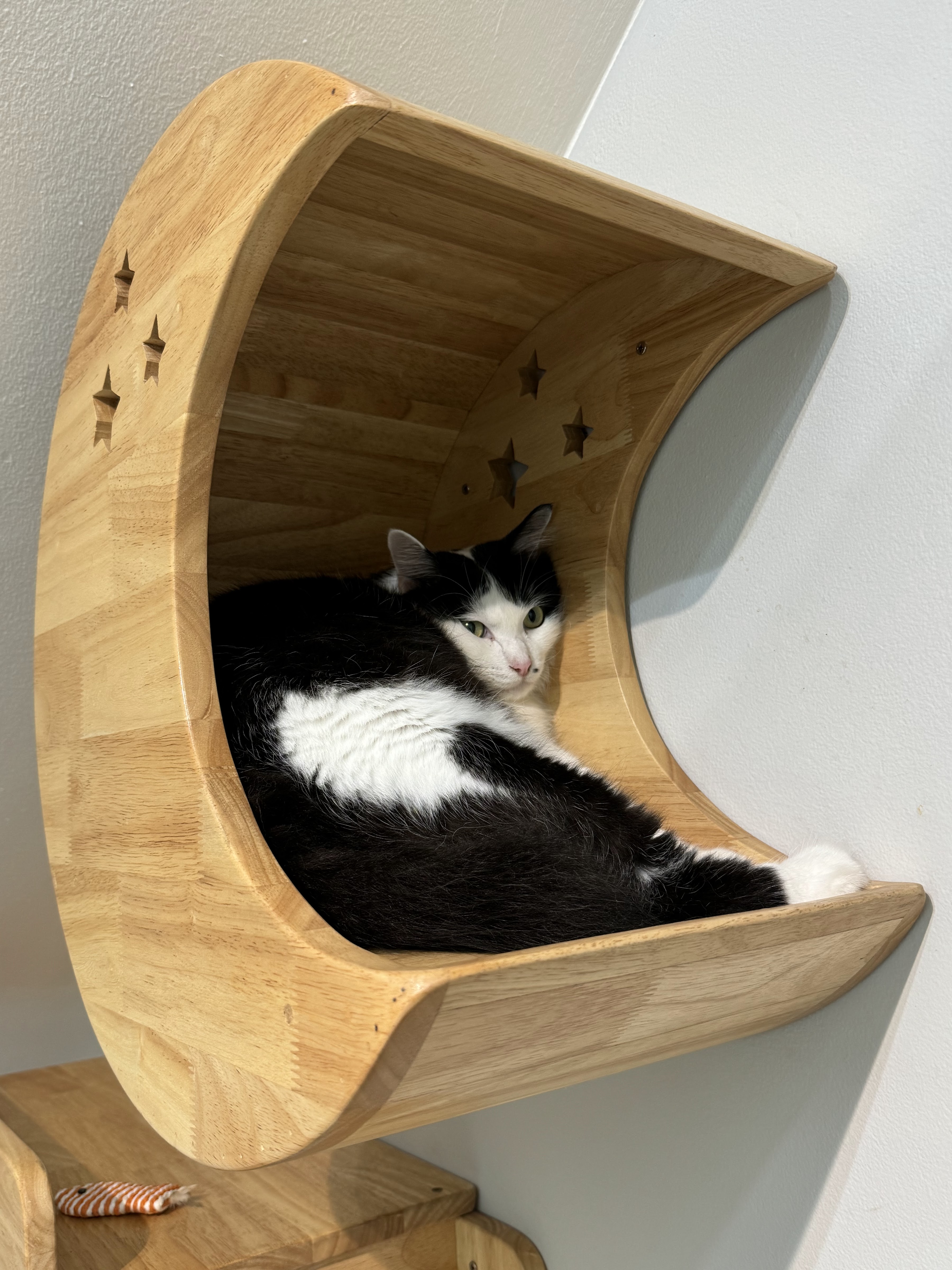 Pet Corner