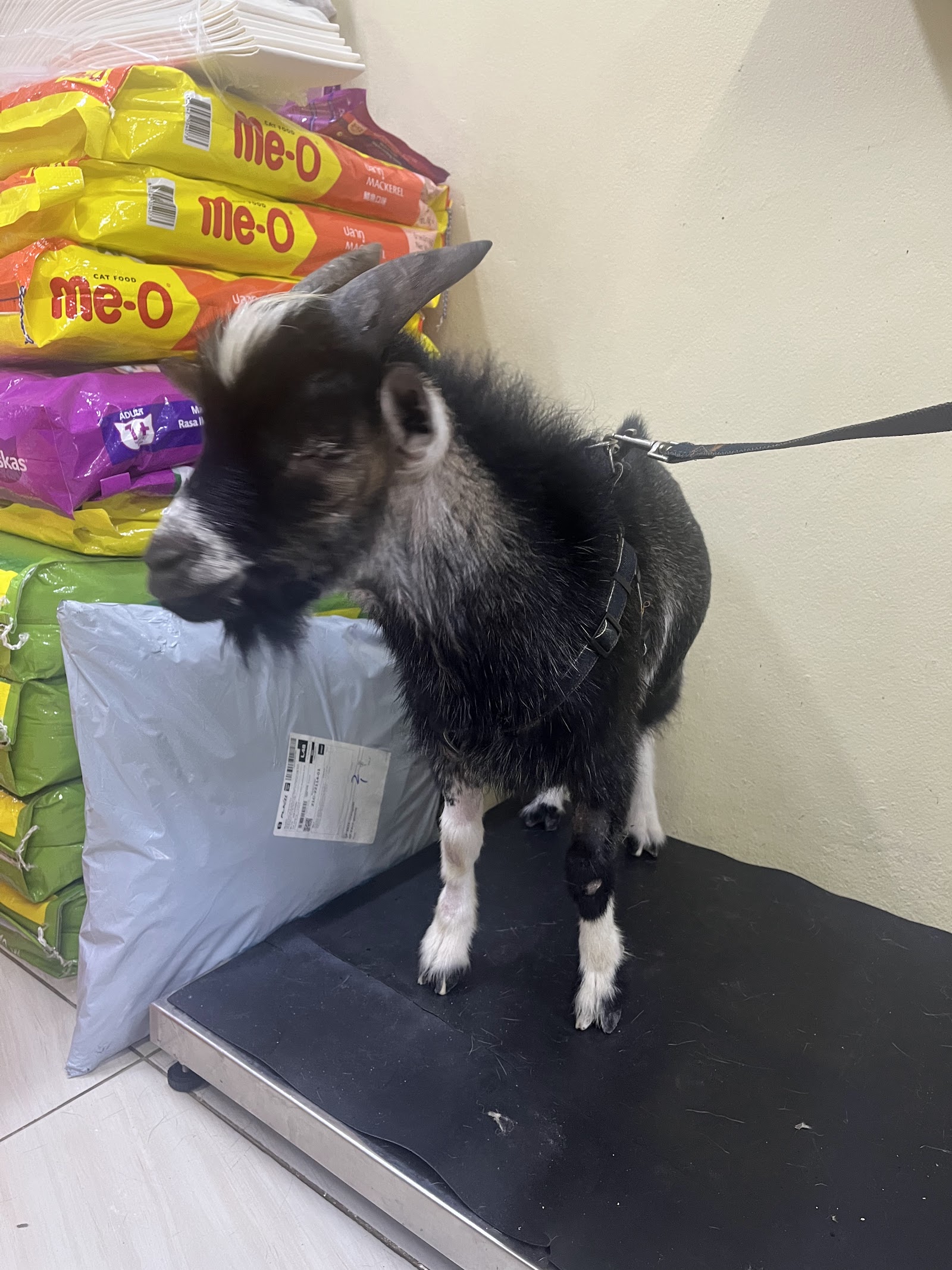 Animal Medicine Depot