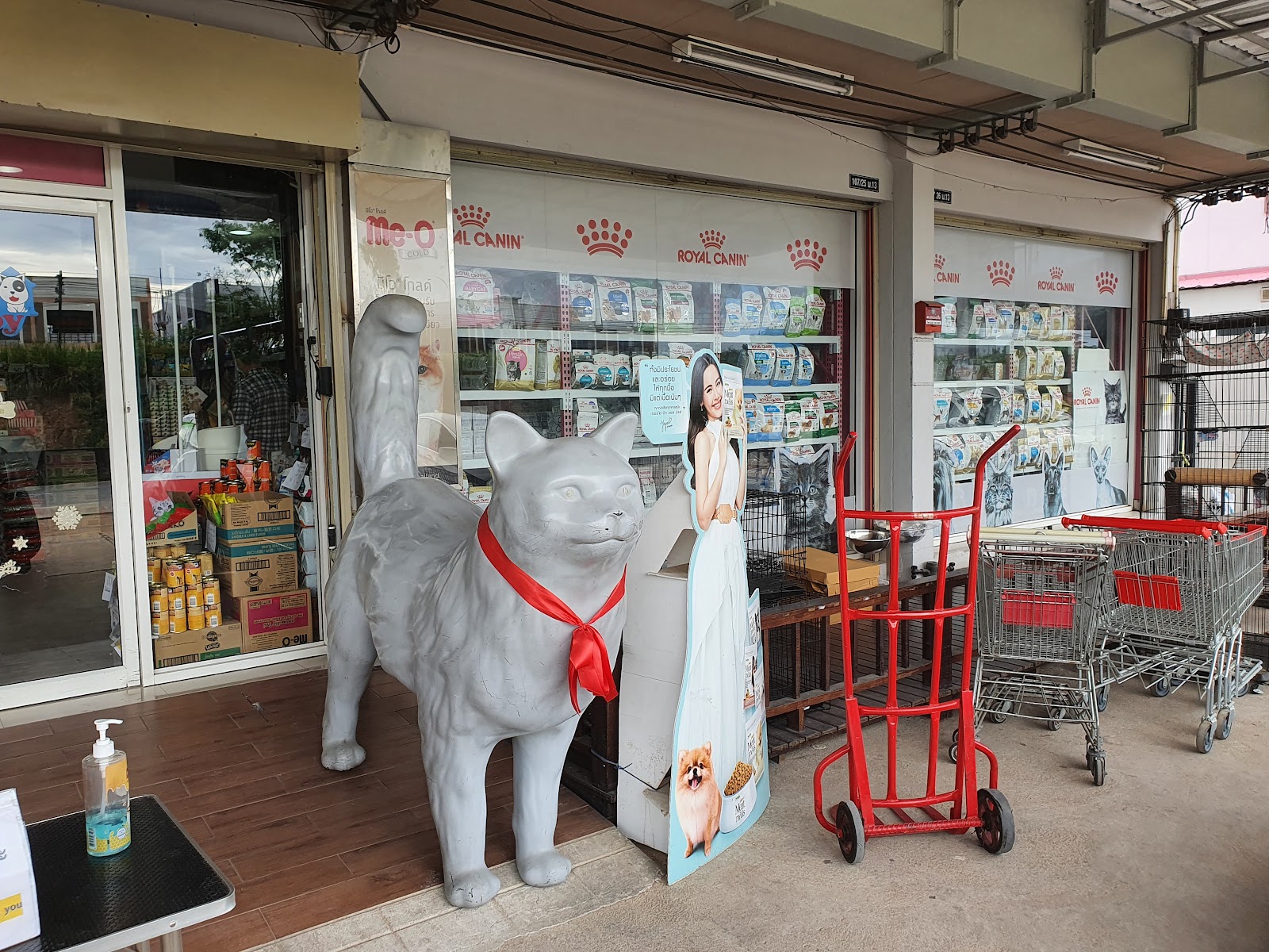 Dog Enjoy Pattaya
