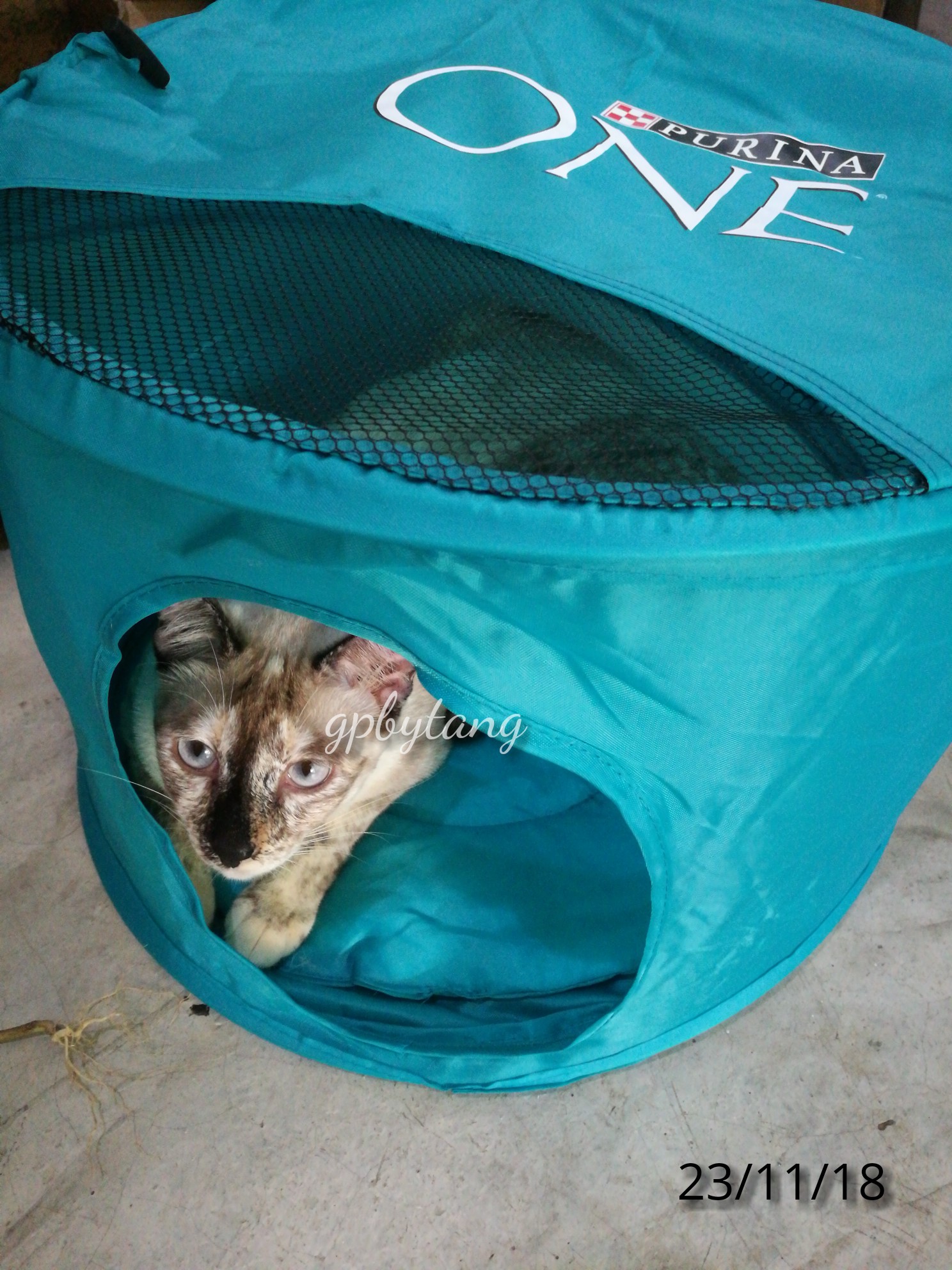 Dog Enjoy