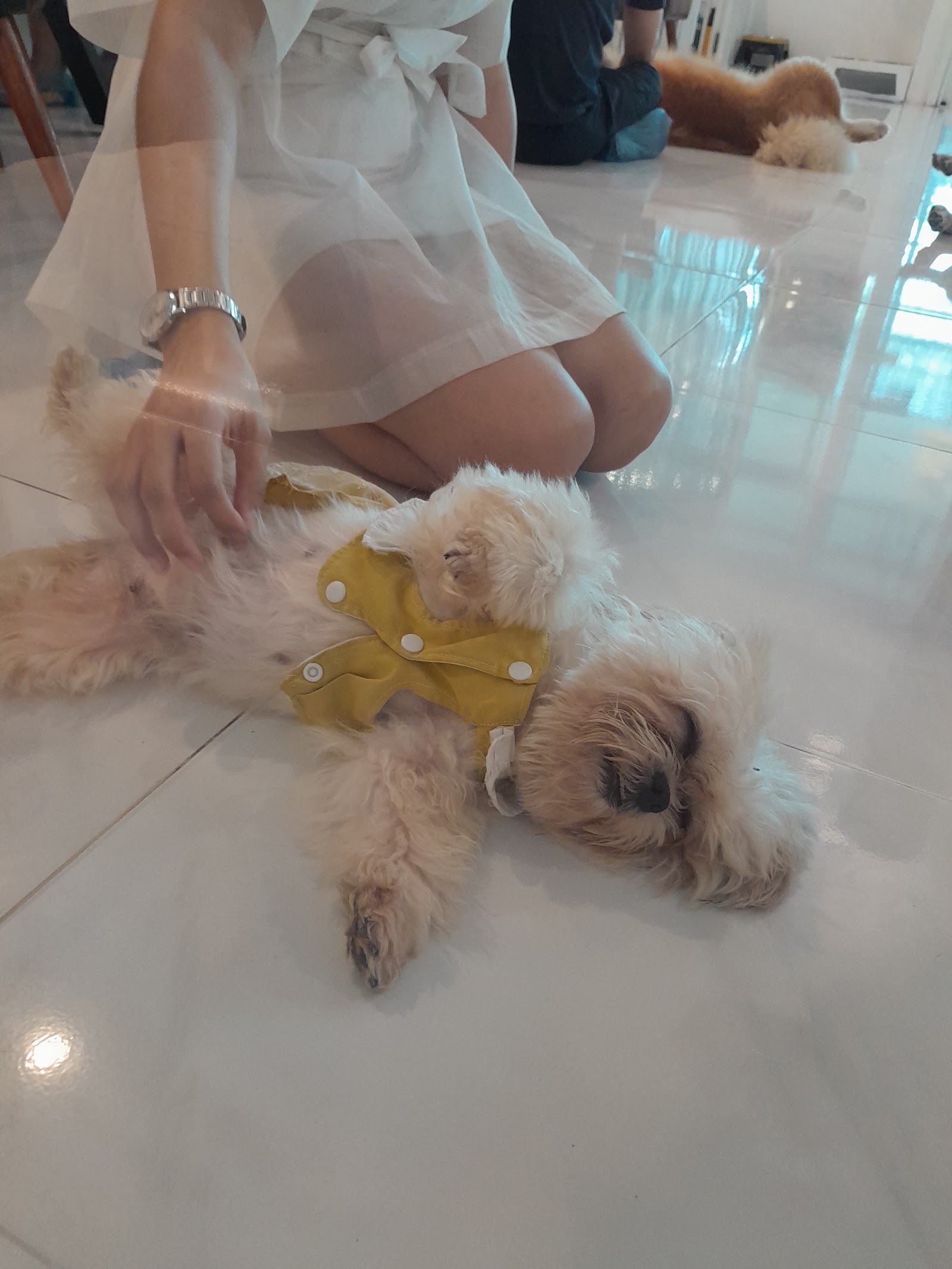 Dr Jah Animal Hospital