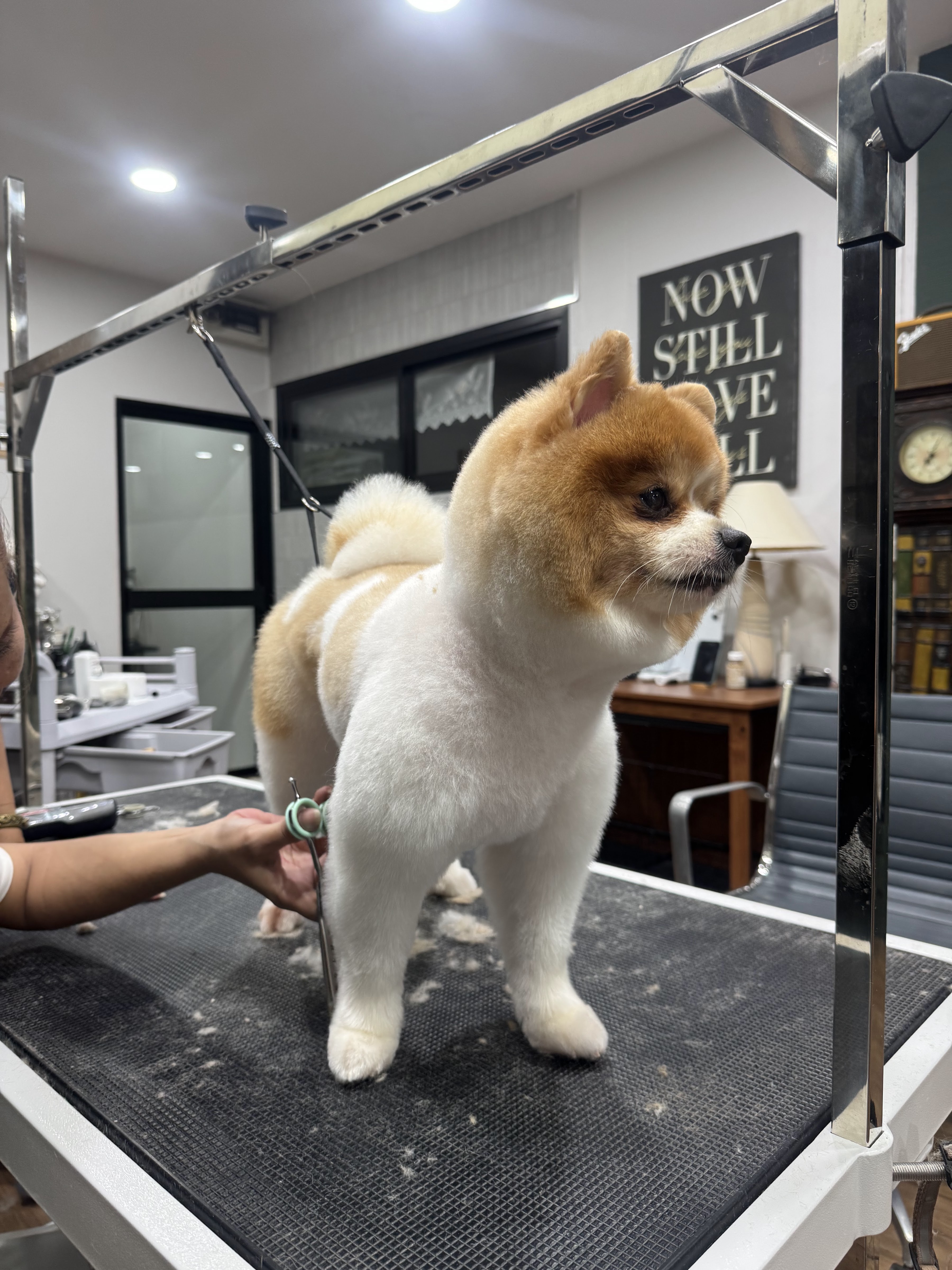 FURiday pet grooming