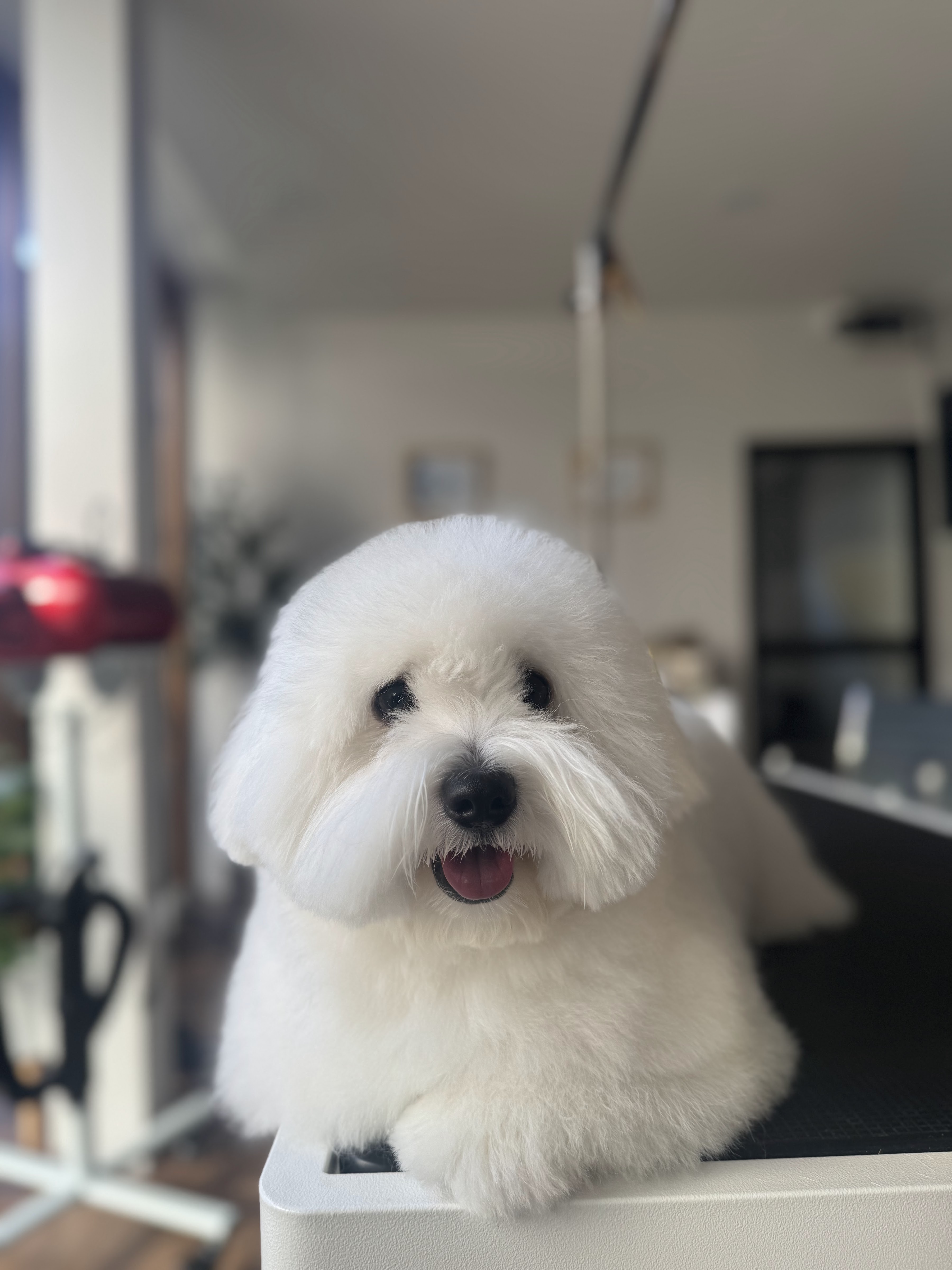 FURiday pet grooming