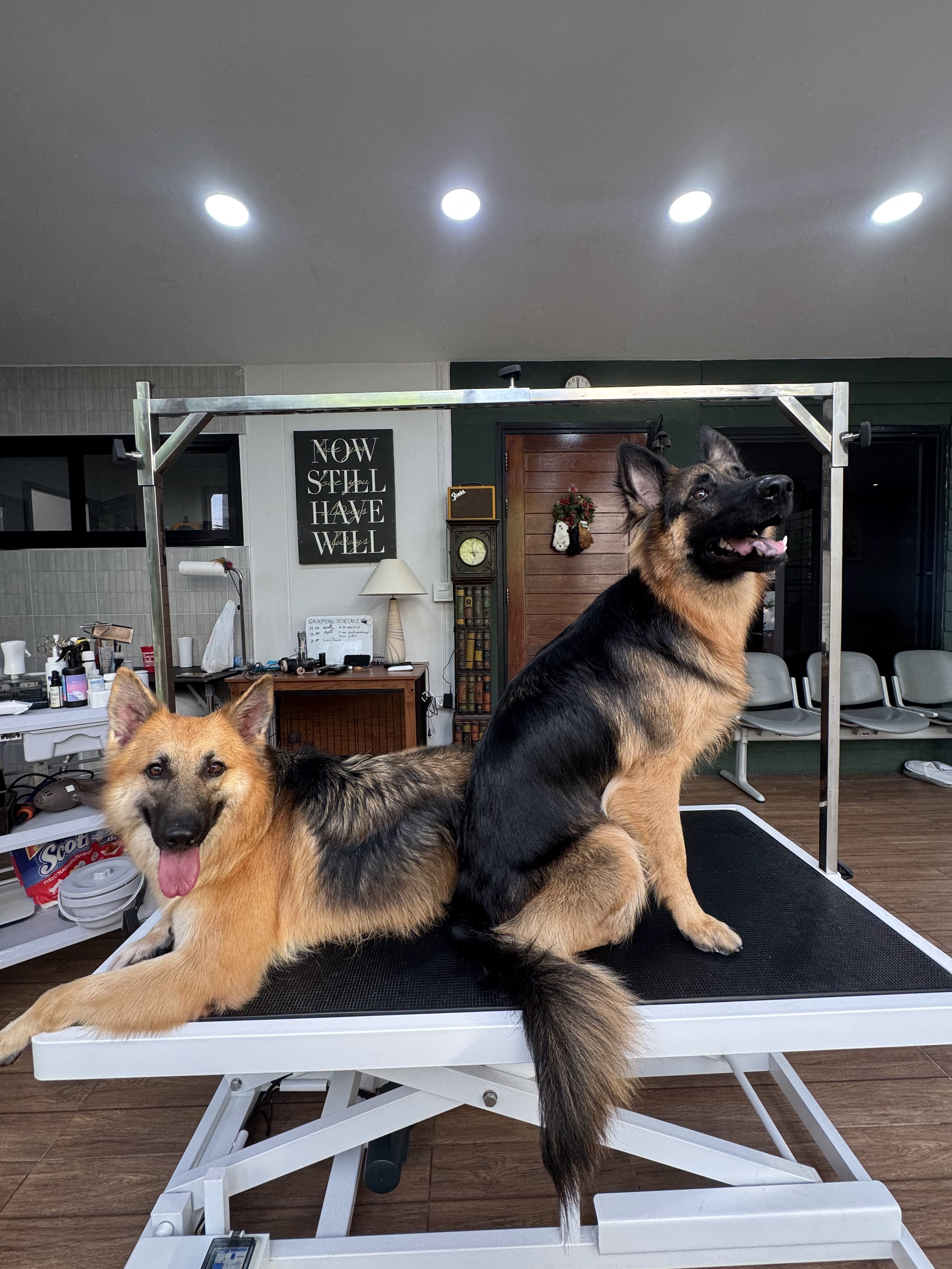 FURiday pet grooming