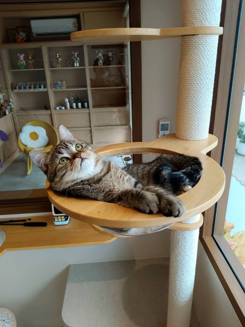 Koi cat hotel&pet shop